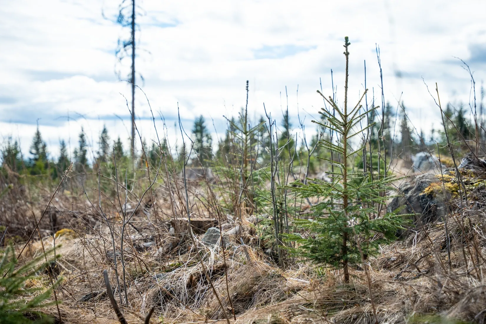 Gård/Skog, Kramfors Mo 2:10 & 16:2, Dal, Kramfors