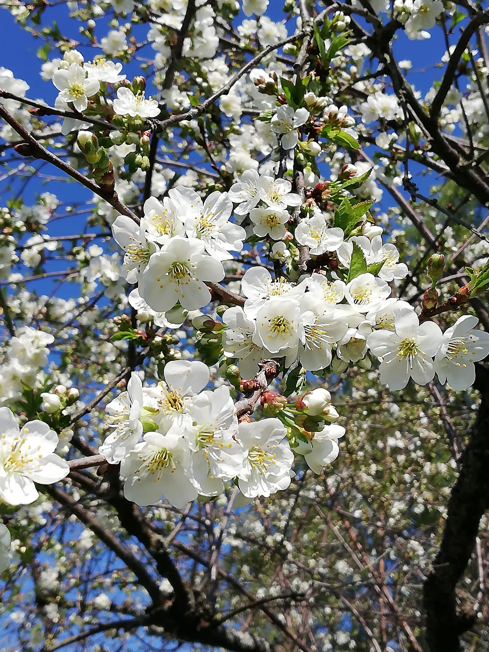Villa, Lindgatan 2, Mariero, Vänersborg