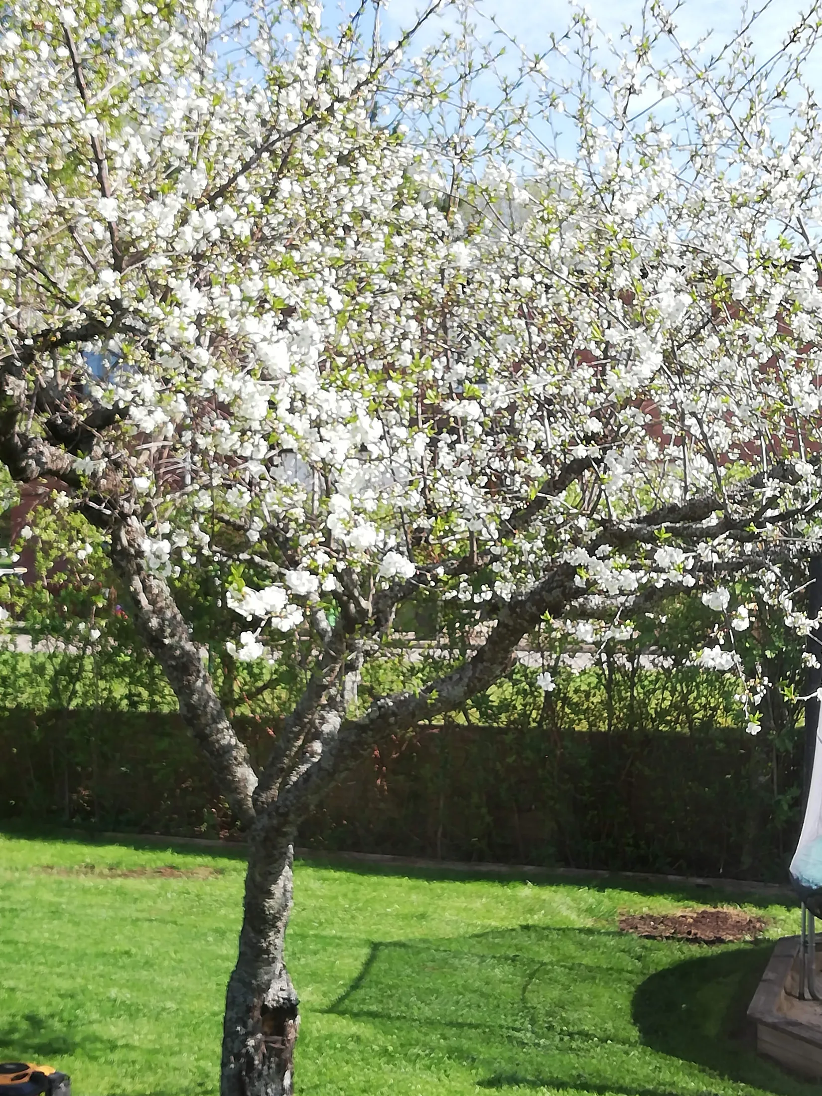 Villa, Lindgatan 2, Mariero, Vänersborg