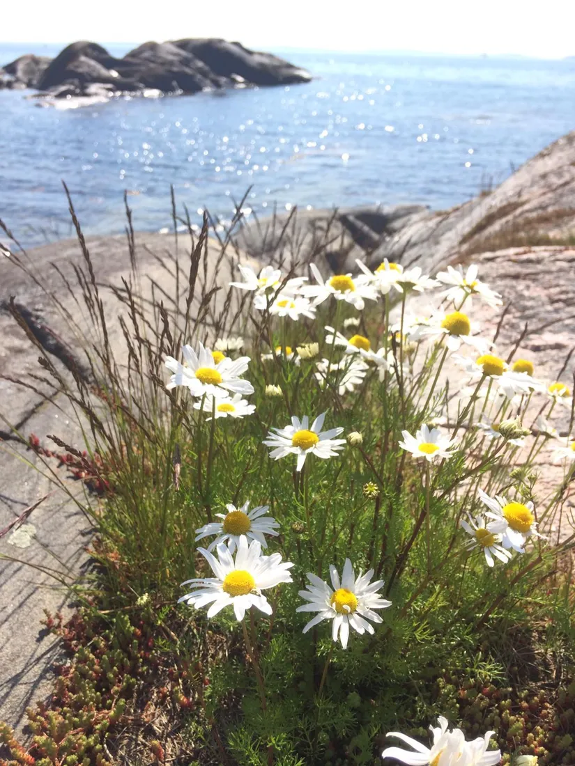 Fritidshus, Drakövägen 19, Björkvik, Värmdö