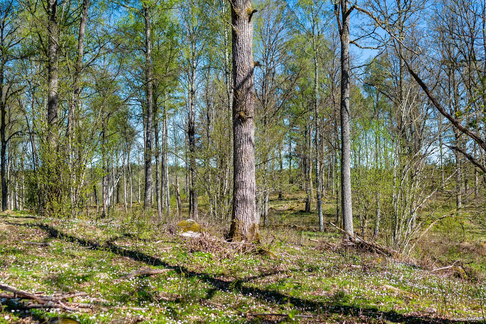 Villa, Boanäs Enebacken 1, Boanäs, Borås