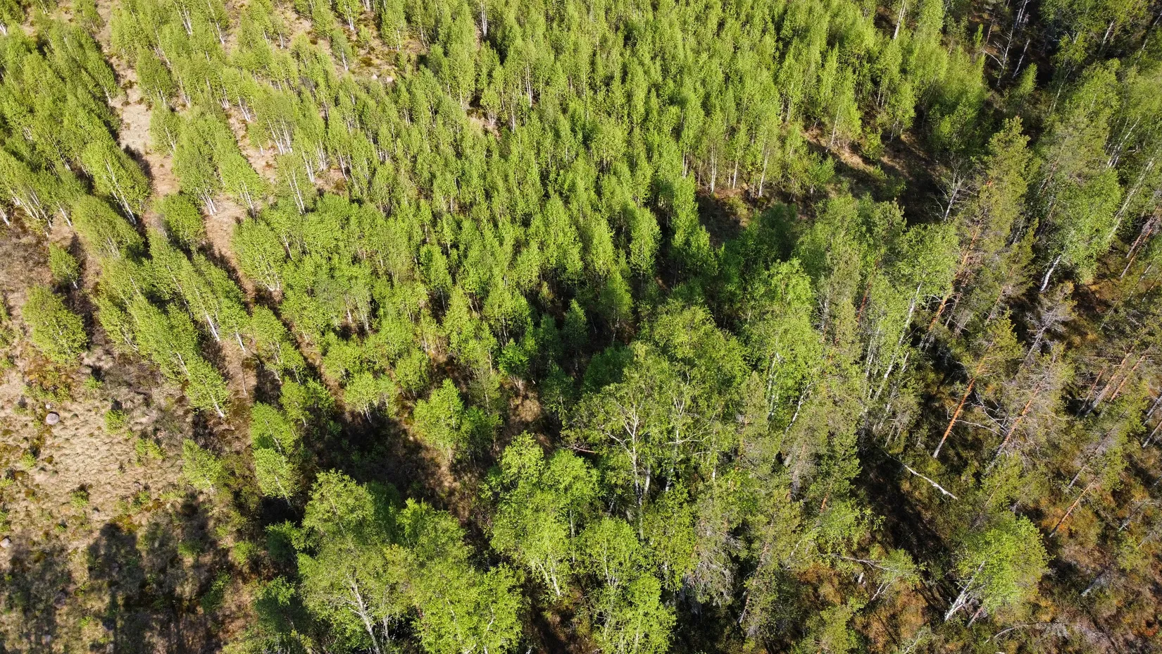 Gård/Skog, Kattisberg 23, Norsjö