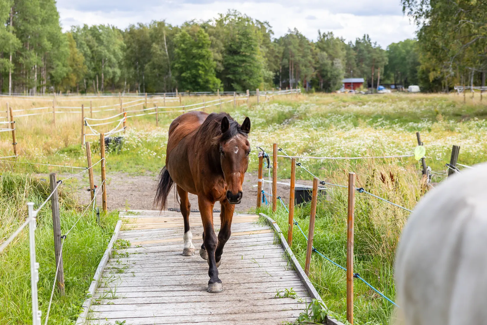 Gård/Skog, Björnäs 413, Björnäs, Östhammar