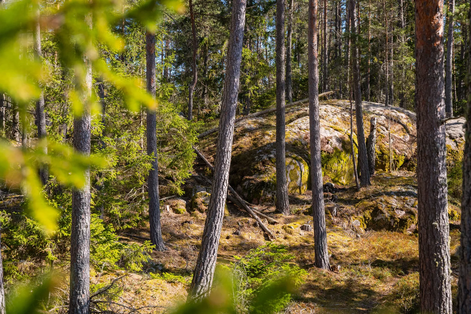 Gård/Skog,  Bertils väg 1, Mogata, Söderköping