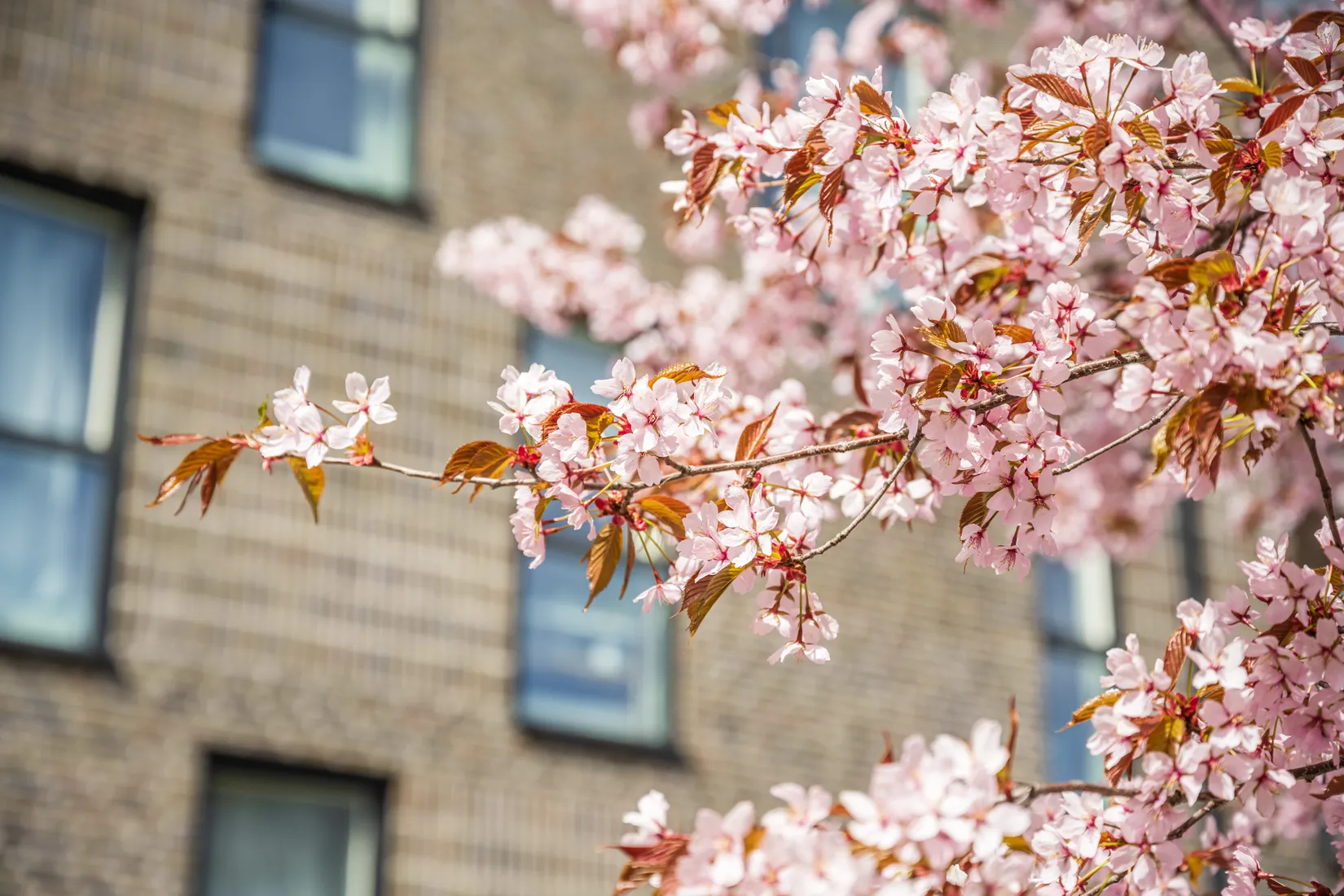 Bostadsrätt, Annedalsvägen 51, 2tr, Bromma - Annedal, Stockholm