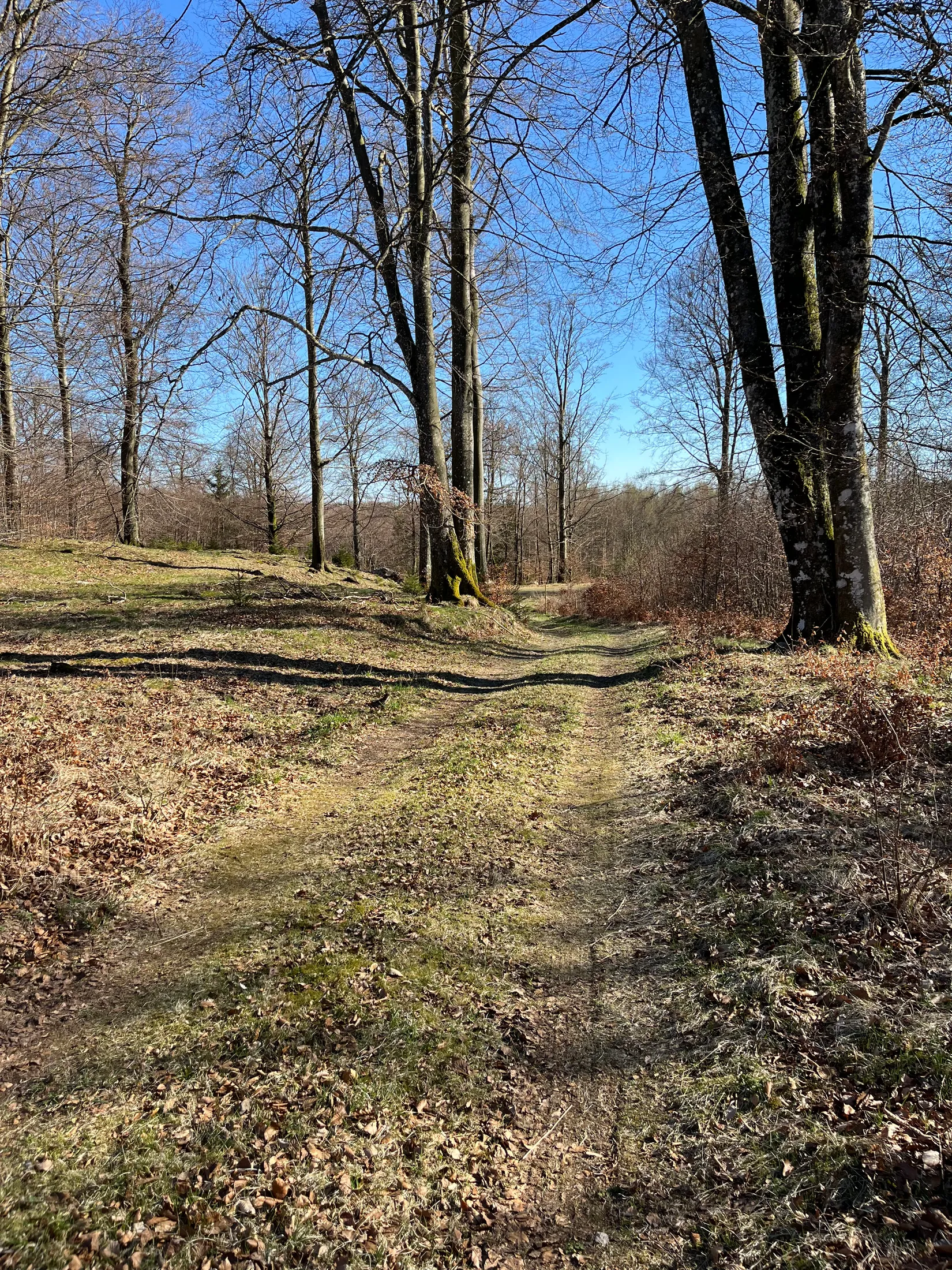 Gård/Skog, Postridarens väg 160, Simontorp, Hjärnarp, Ängelholm