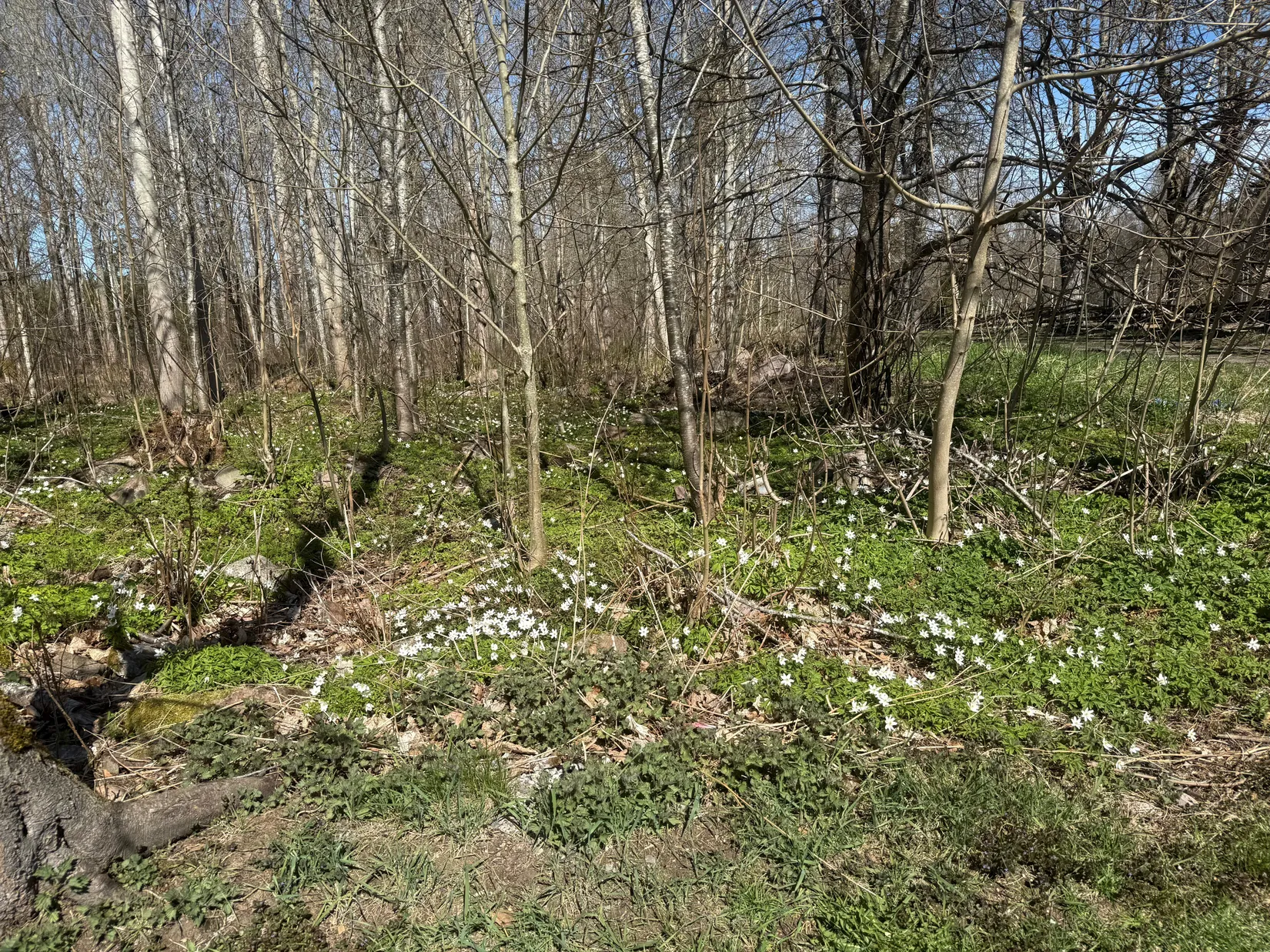 Gård/Skog, Skårebo 118, Skårebo, Nybro