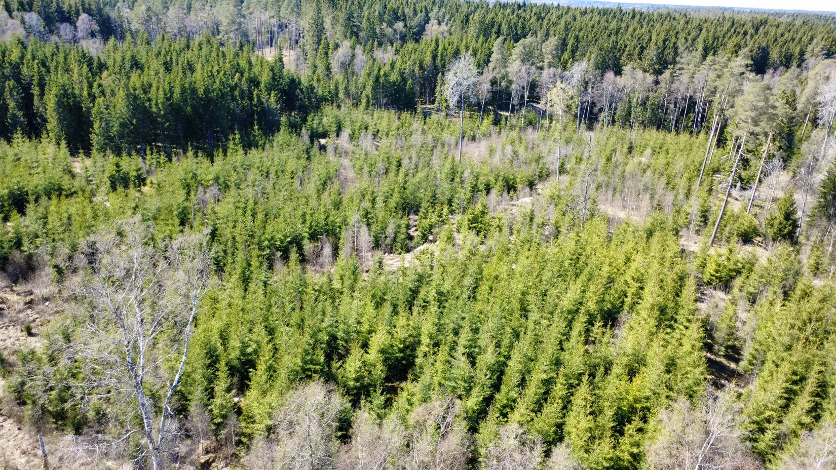 Gård/Skog, Brismene Skansen, Brismene, Falköping