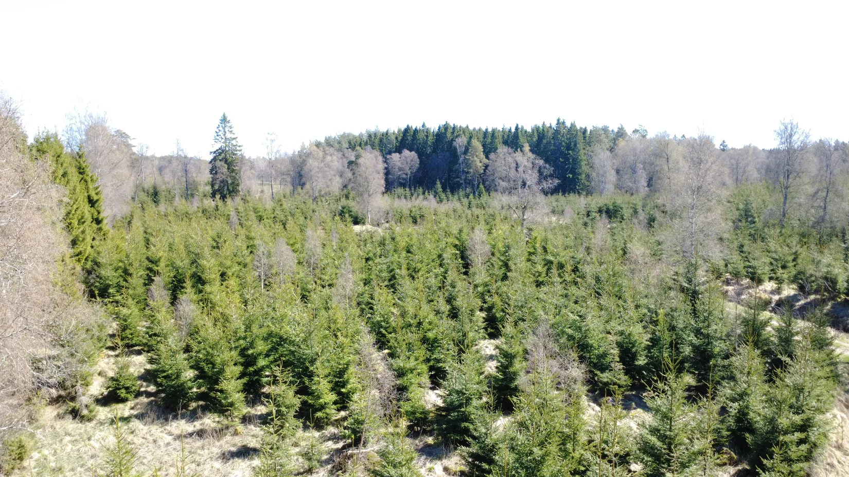 Gård/Skog, Brismene Skansen, Brismene, Falköping