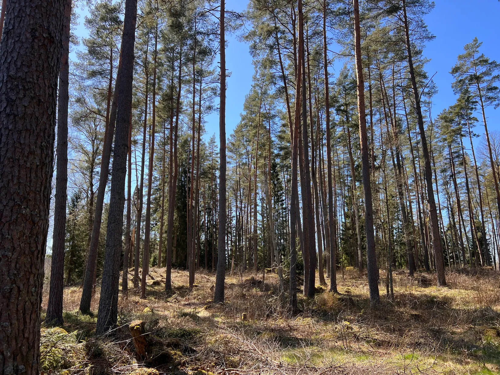 Gård/Skog, Brismene Skansen, Brismene, Falköping