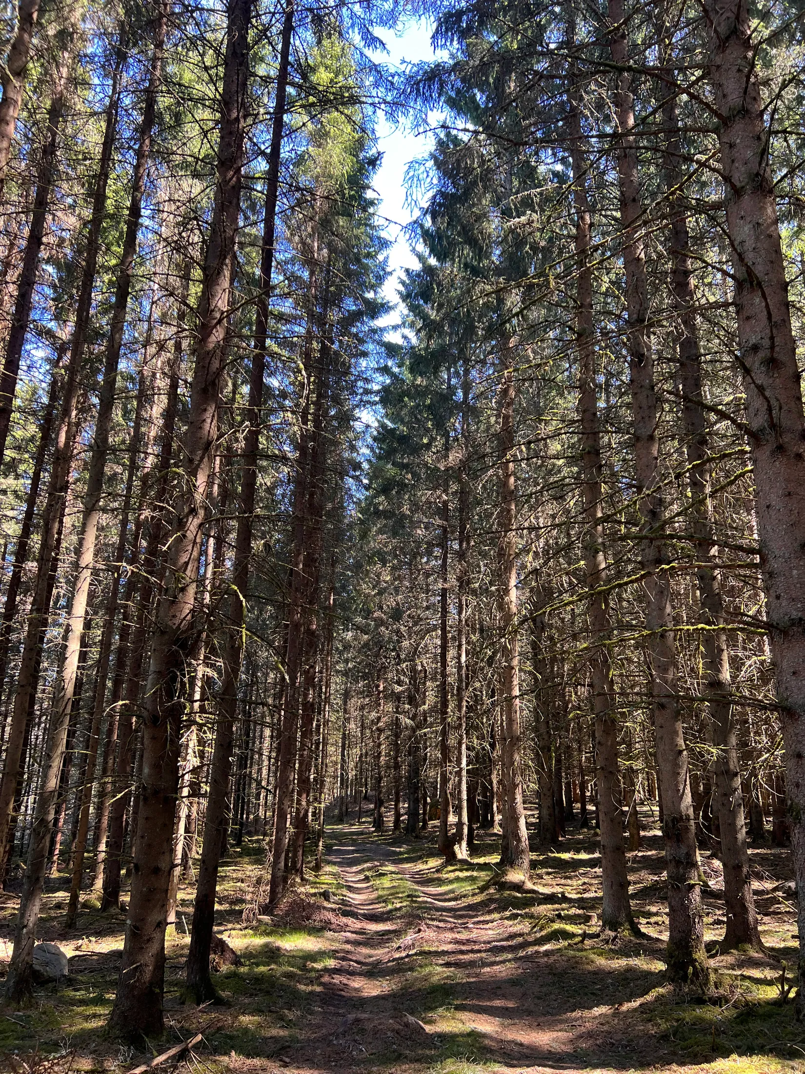 Gård/Skog, Brismene Skansen, Brismene, Falköping