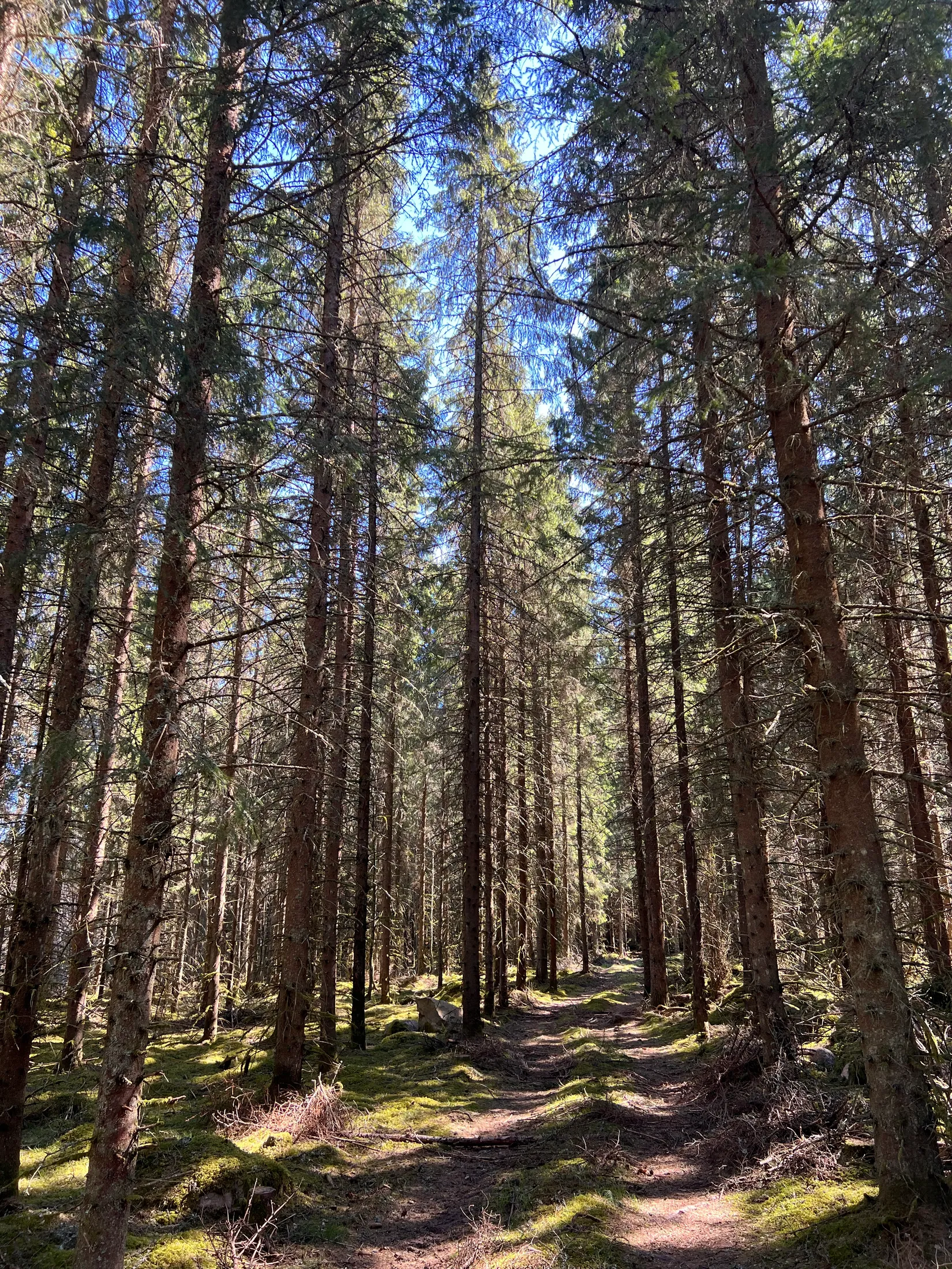 Gård/Skog, Brismene Skansen, Brismene, Falköping