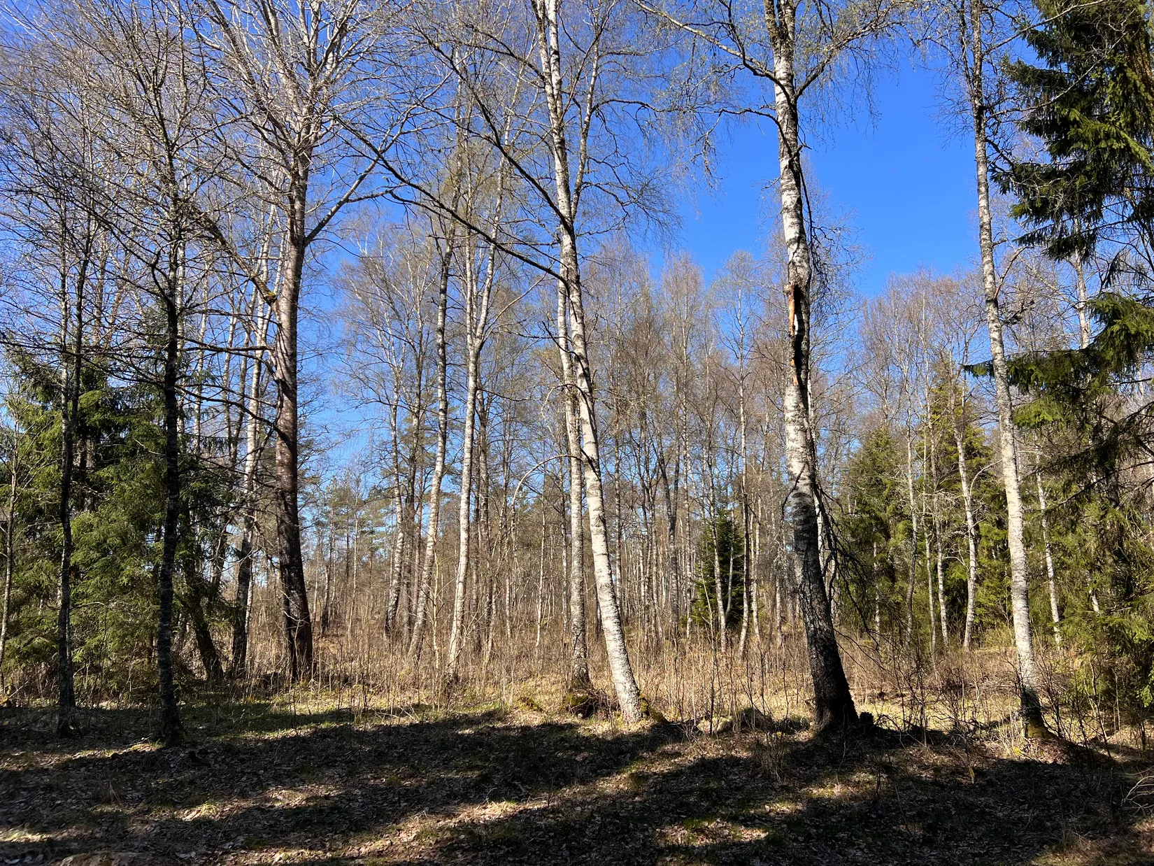 Gård/Skog, Brismene Skansen, Brismene, Falköping