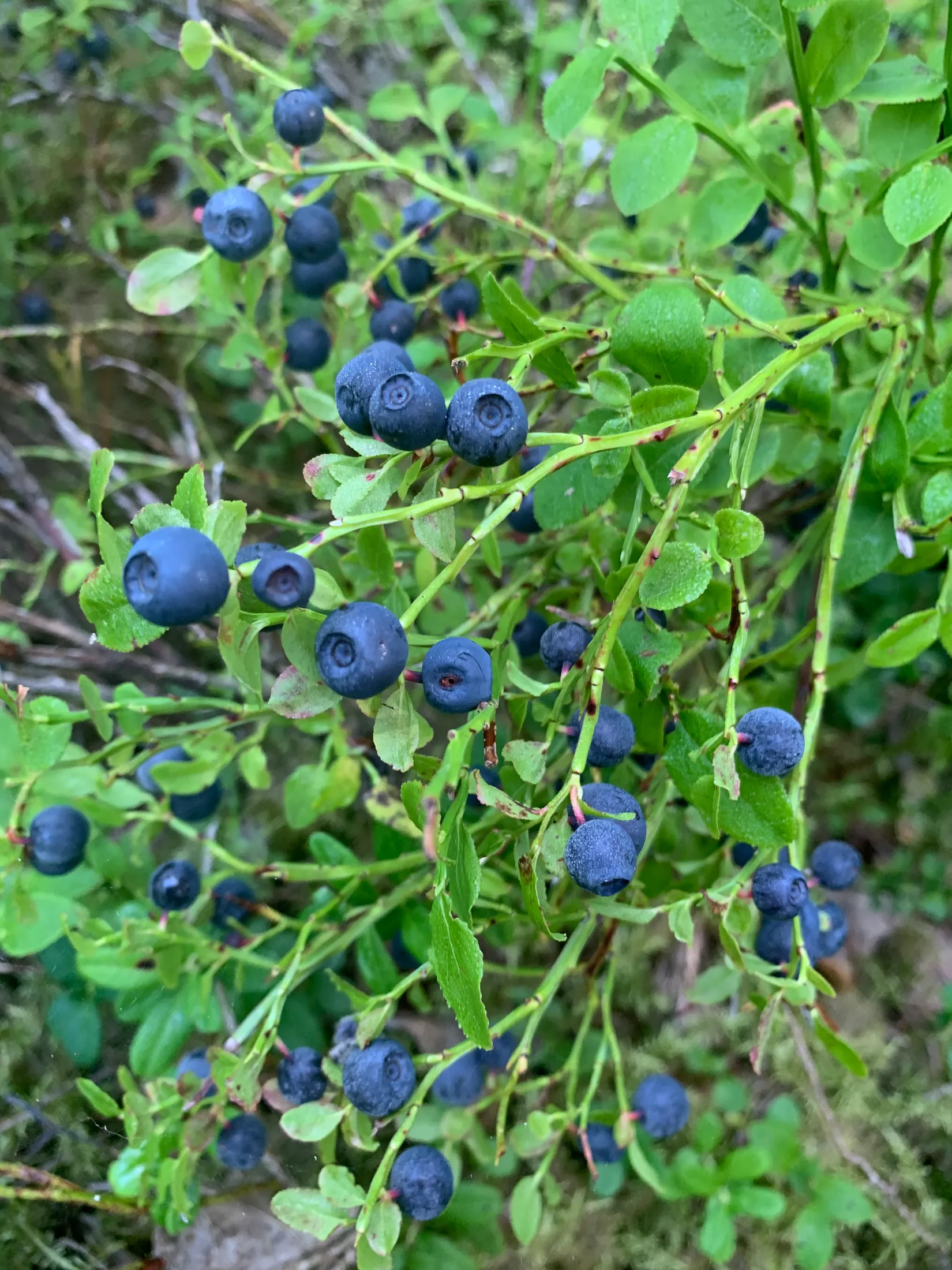 Fritidshus, Långö 30, Mellerud
