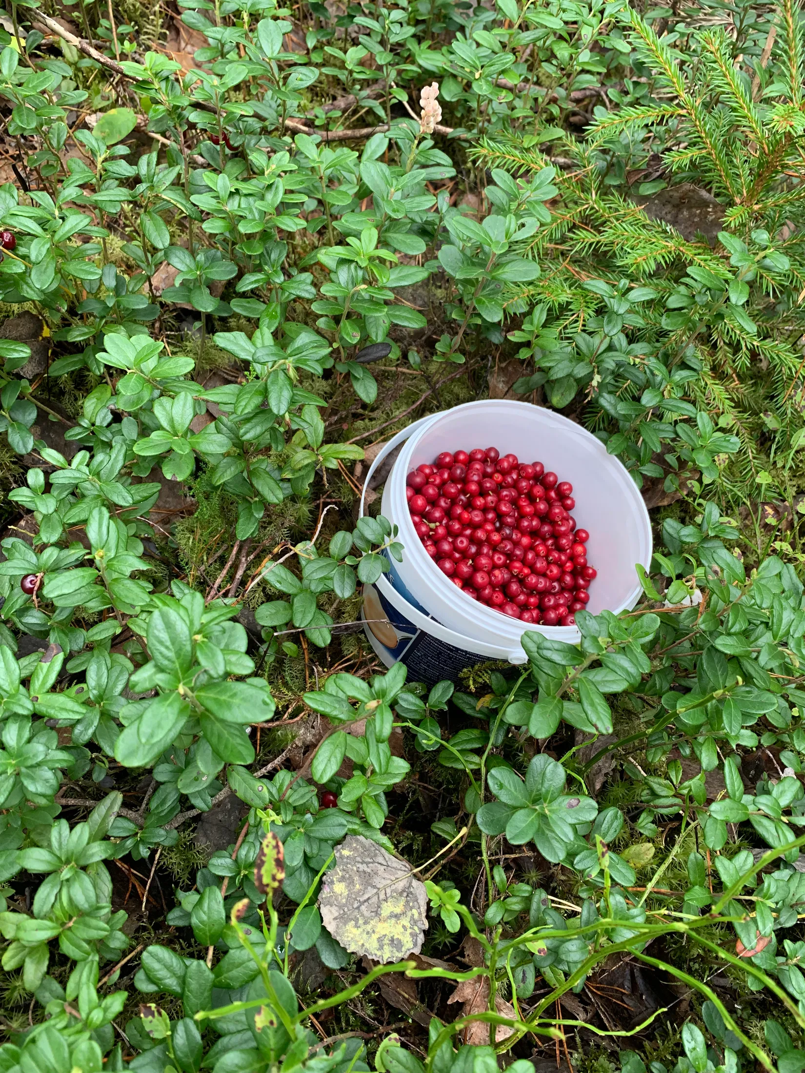 Fritidshus, Långö 30, Mellerud