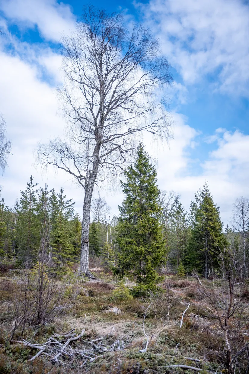 Gård/Skog, Sollefteå Västerstrinne 2:41 & Västerstrinne Båtmanstorp 1:1, Multrå, Sollefteå