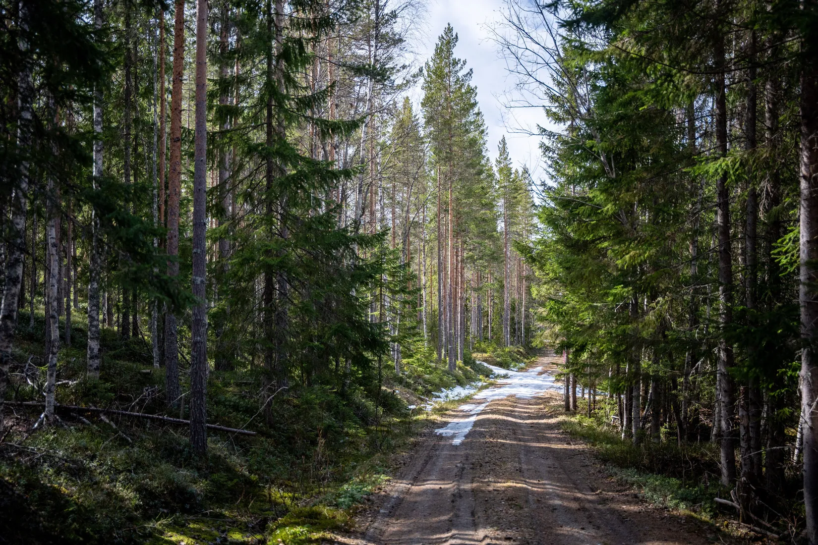 Gård/Skog, Sollefteå Västerstrinne 2:41 & Västerstrinne Båtmanstorp 1:1, Multrå, Sollefteå