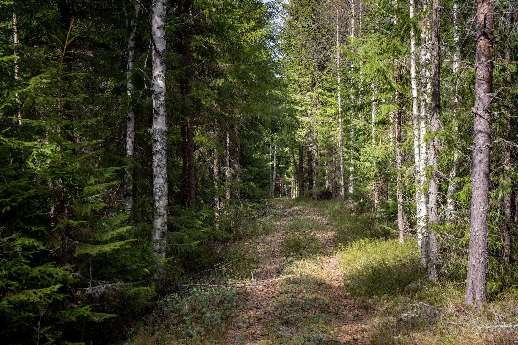 Gård/Skog, Sollefteå Västerstrinne 2:41 & Västerstrinne Båtmanstorp 1:1, Multrå, Sollefteå