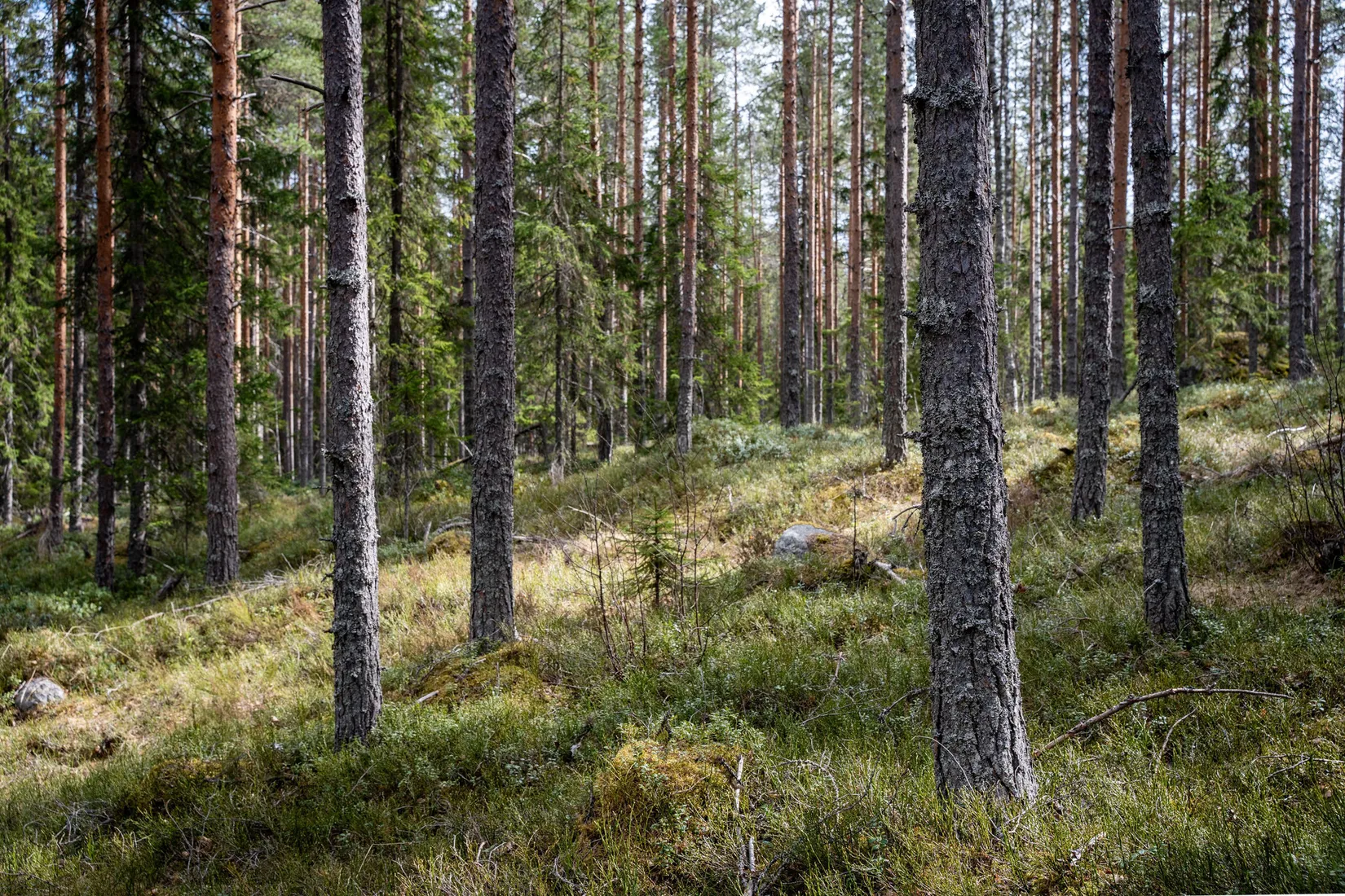 Gård/Skog, Sollefteå Västerstrinne 2:41 & Västerstrinne Båtmanstorp 1:1, Multrå, Sollefteå