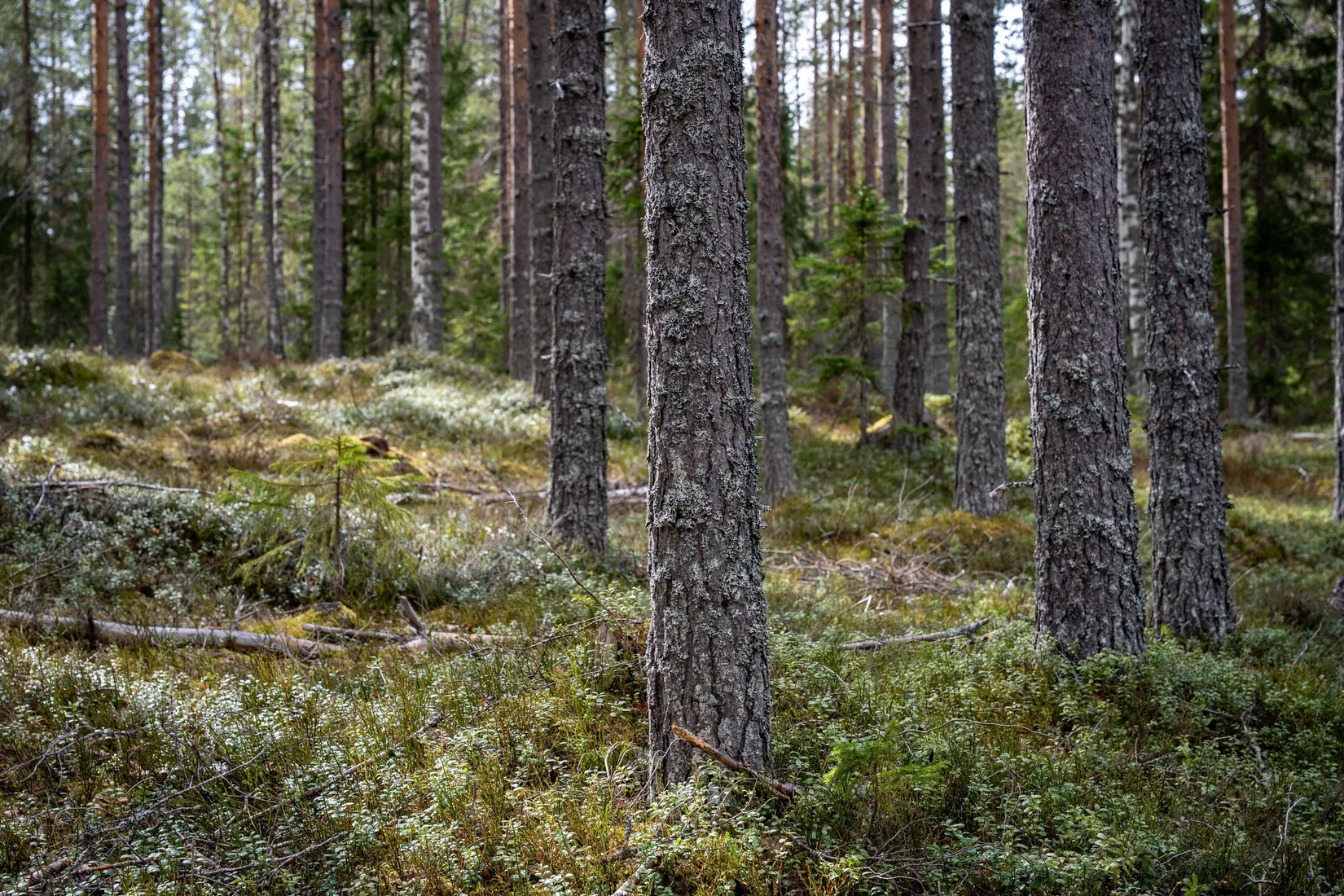 Gård/Skog, Sollefteå Västerstrinne 2:41 & Västerstrinne Båtmanstorp 1:1, Multrå, Sollefteå