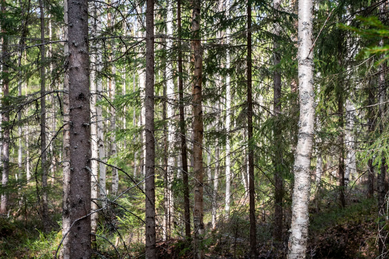 Gård/Skog, Sollefteå Västerstrinne 2:41 & Västerstrinne Båtmanstorp 1:1, Multrå, Sollefteå