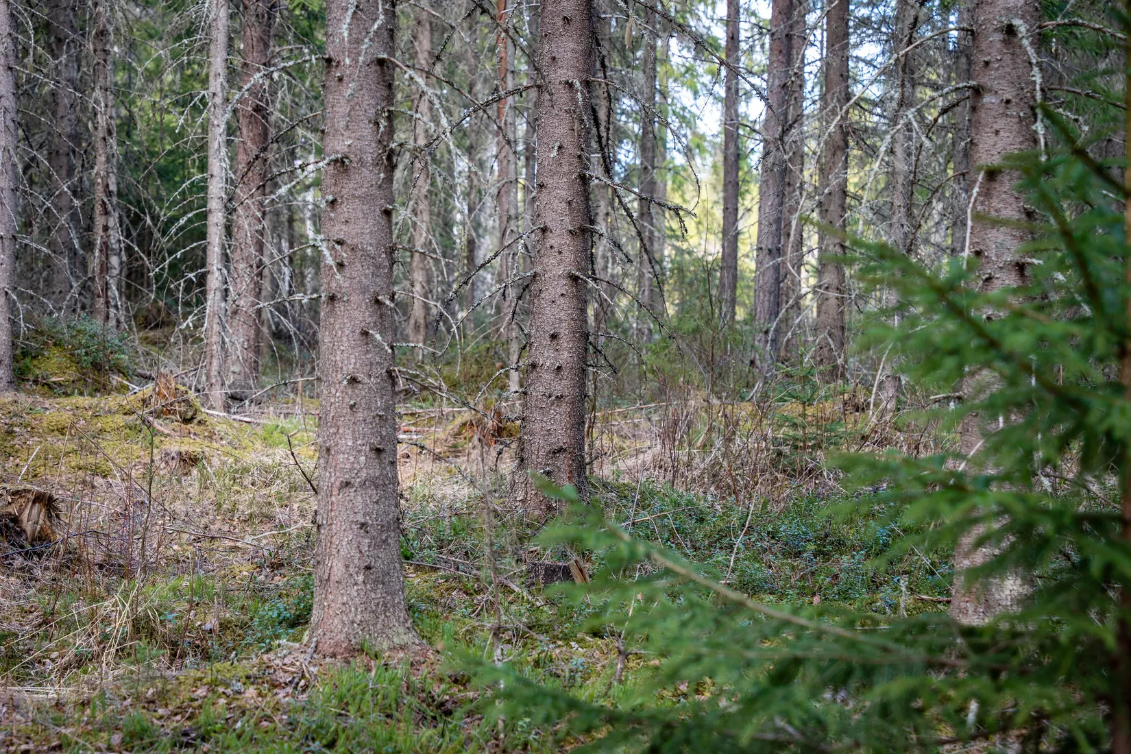 Gård/Skog, Sollefteå Västerstrinne 2:41 & Västerstrinne Båtmanstorp 1:1, Multrå, Sollefteå