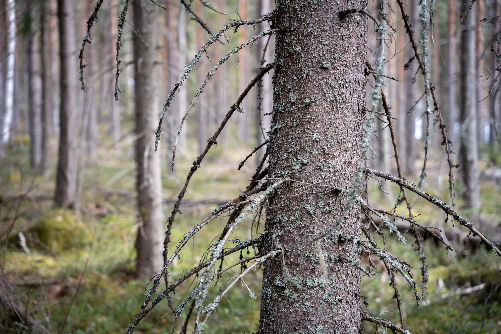 Gård/Skog, Sollefteå Västerstrinne 2:41 & Västerstrinne Båtmanstorp 1:1, Multrå, Sollefteå
