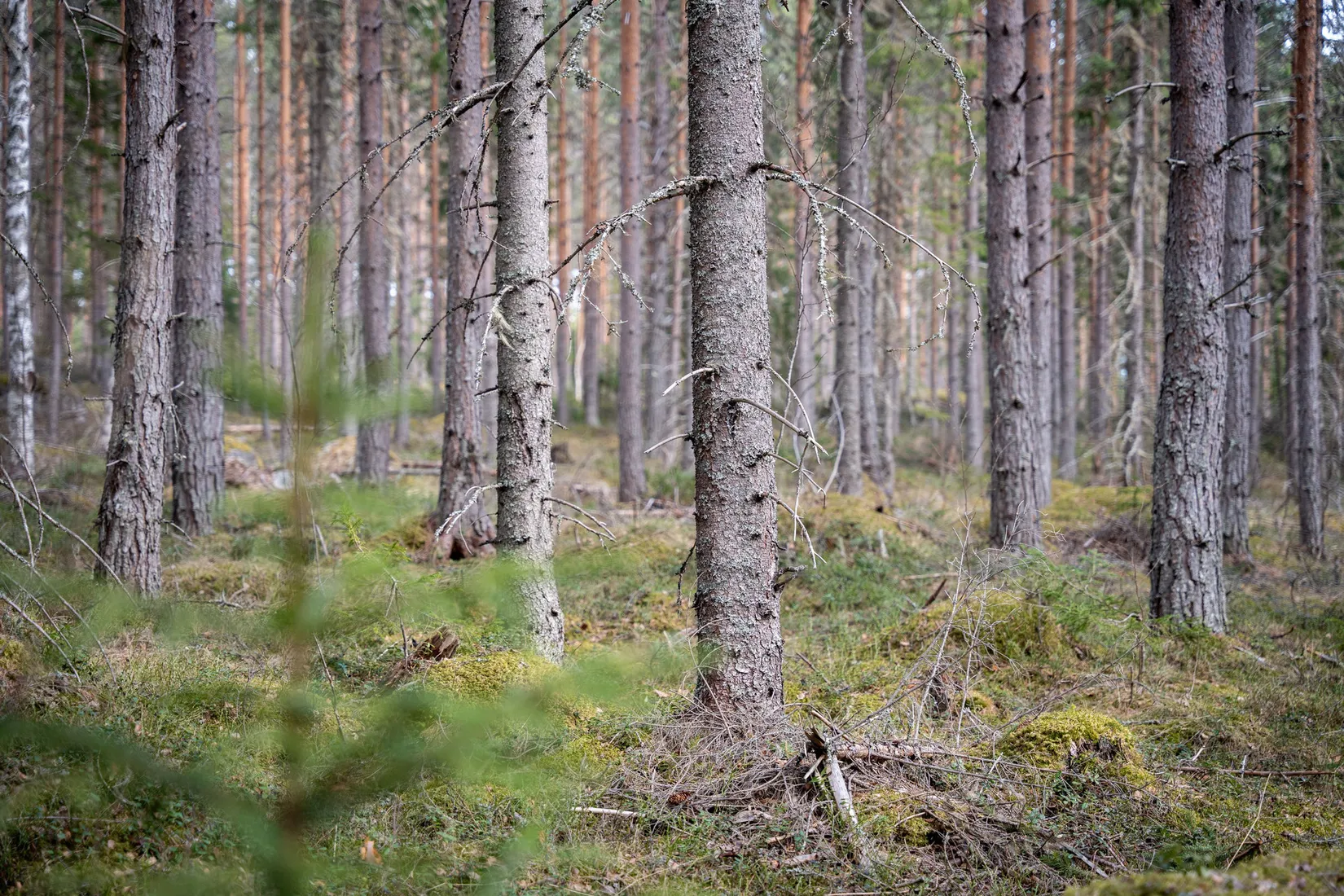Gård/Skog, Sollefteå Västerstrinne 2:41 & Västerstrinne Båtmanstorp 1:1, Multrå, Sollefteå
