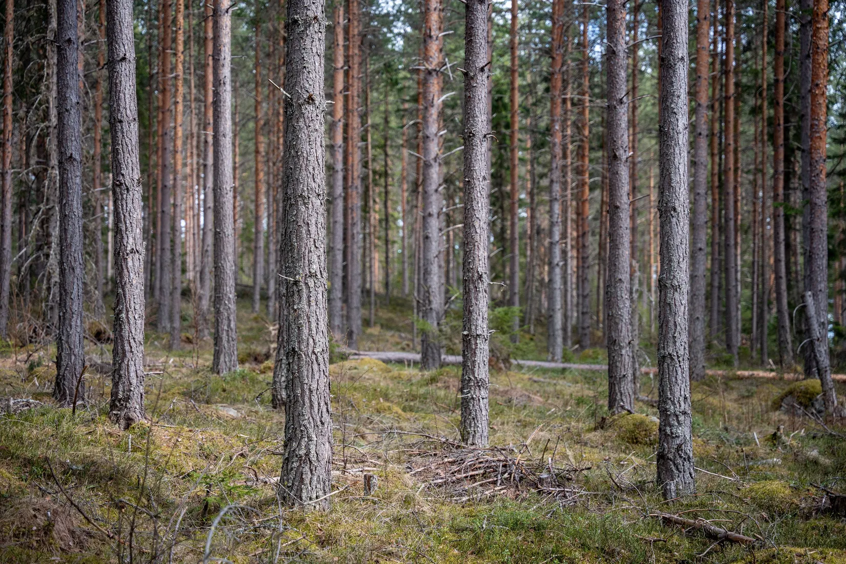 Gård/Skog, Sollefteå Västerstrinne 2:41 & Västerstrinne Båtmanstorp 1:1, Multrå, Sollefteå