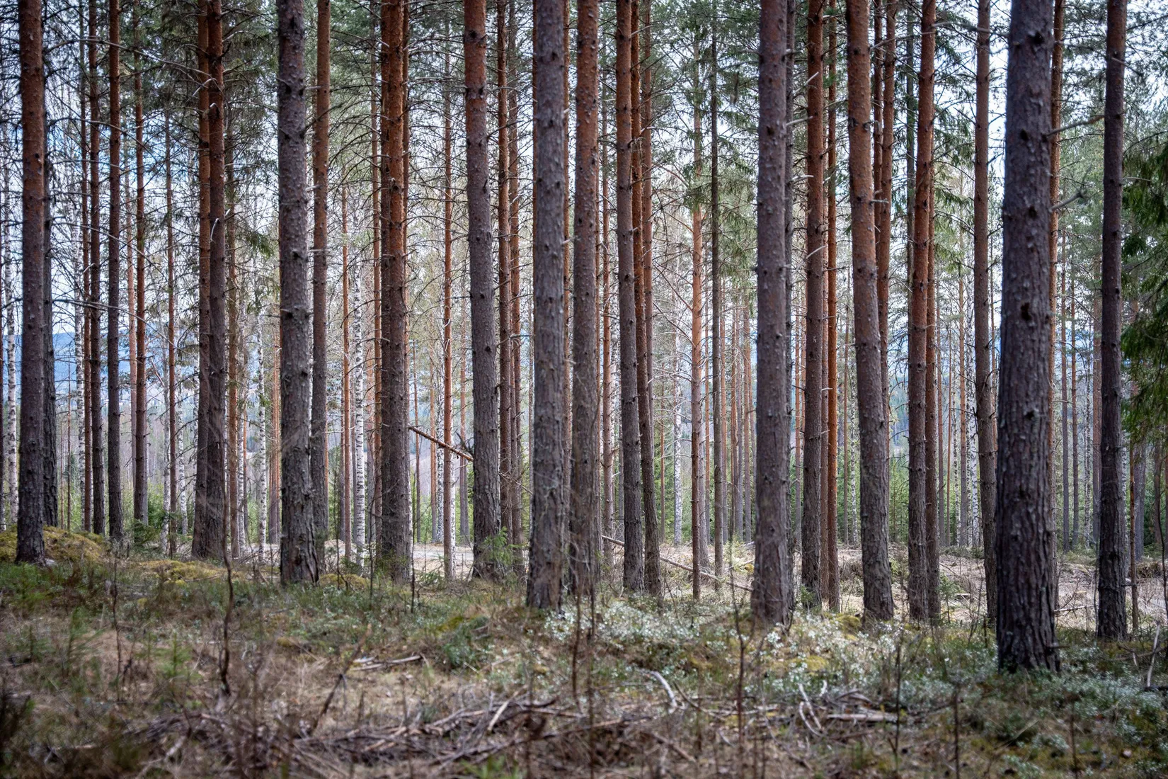 Gård/Skog, Sollefteå Västerstrinne 2:41 & Västerstrinne Båtmanstorp 1:1, Multrå, Sollefteå