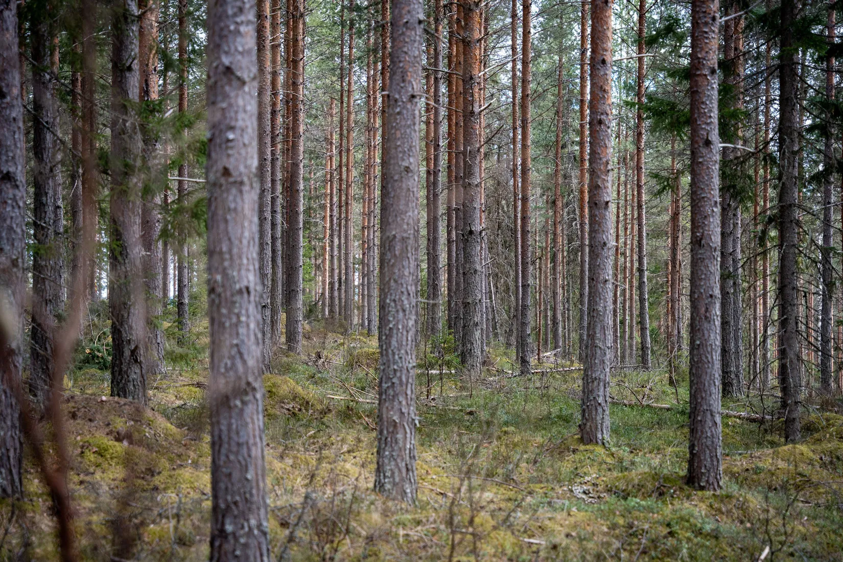 Gård/Skog, Sollefteå Västerstrinne 2:41 & Västerstrinne Båtmanstorp 1:1, Multrå, Sollefteå