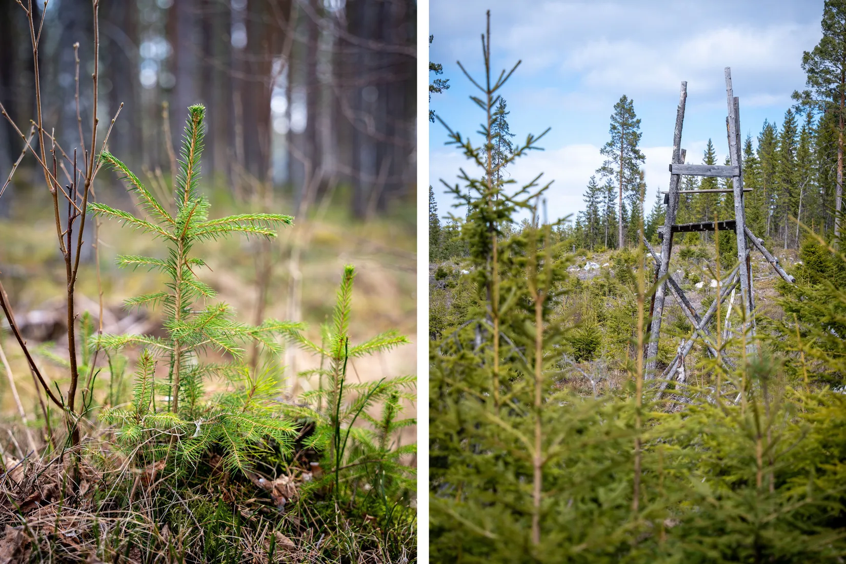 Gård/Skog, Sollefteå Västerstrinne 2:41 & Västerstrinne Båtmanstorp 1:1, Multrå, Sollefteå