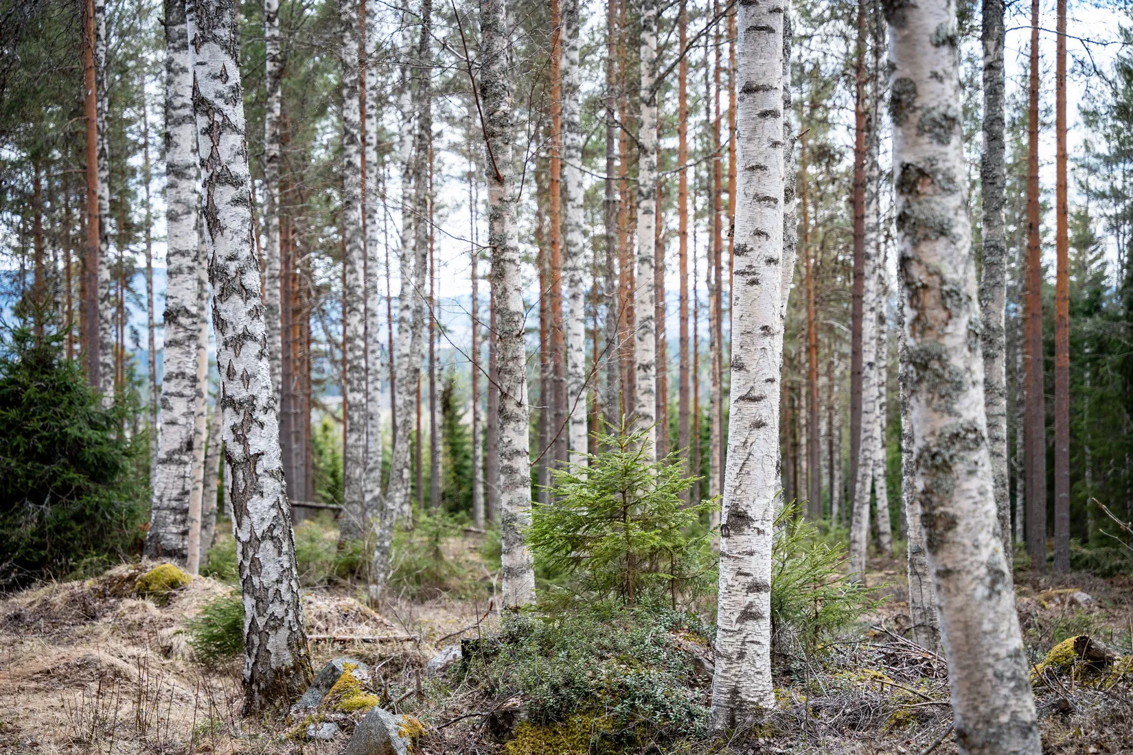 Gård/Skog, Sollefteå Västerstrinne 2:41 & Västerstrinne Båtmanstorp 1:1, Multrå, Sollefteå