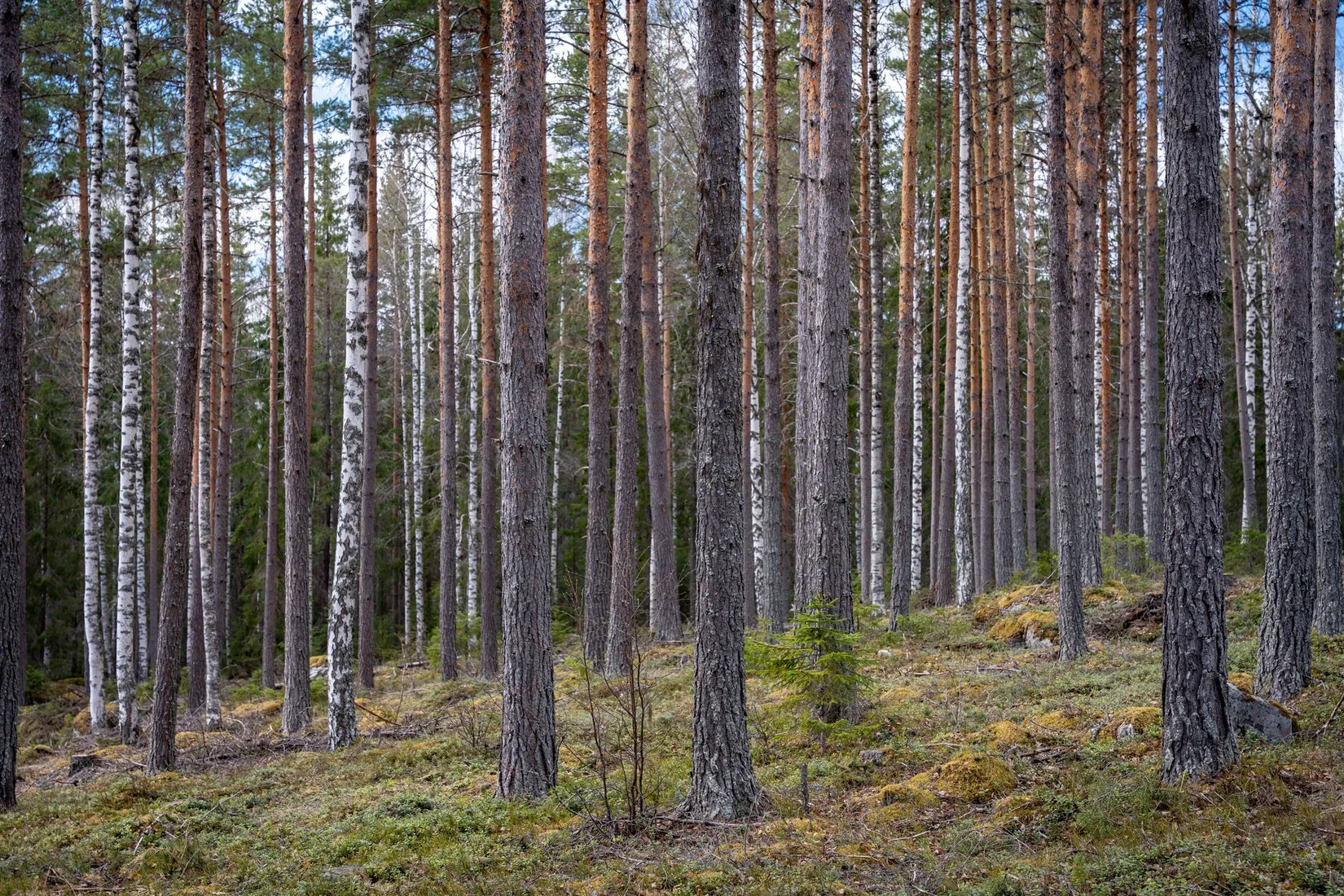 Gård/Skog, Sollefteå Västerstrinne 2:41 & Västerstrinne Båtmanstorp 1:1, Multrå, Sollefteå