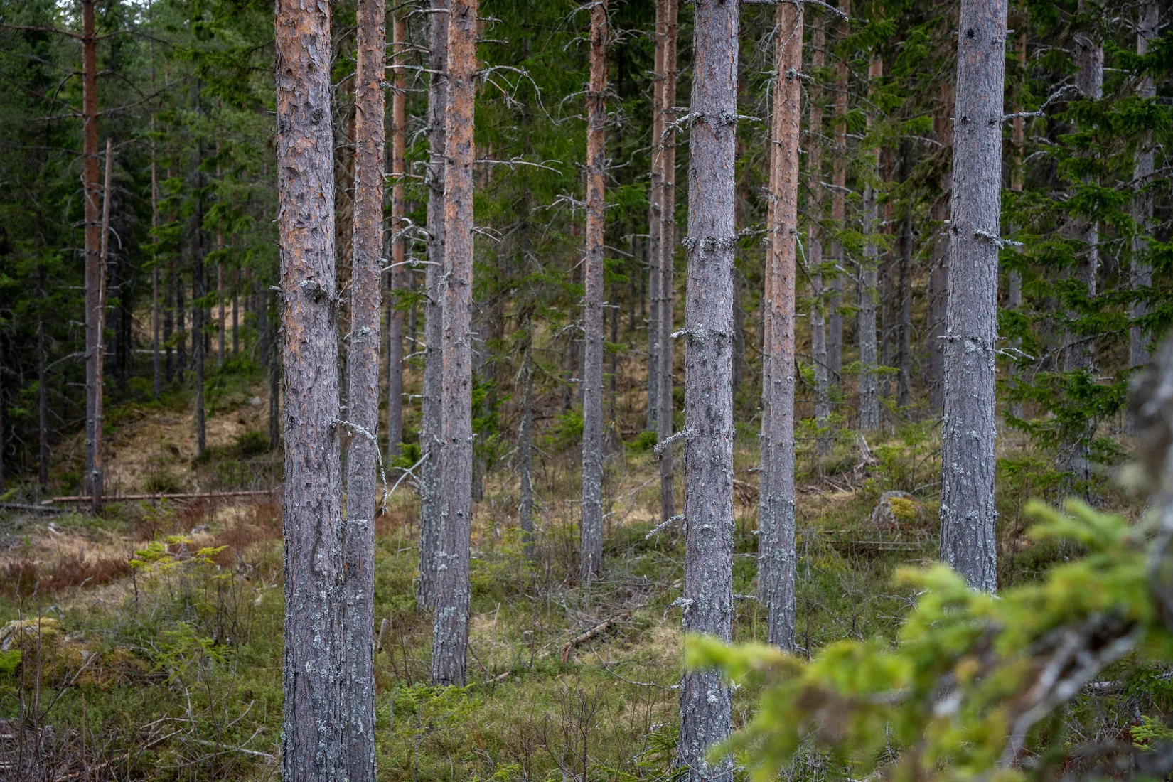 Gård/Skog, Sollefteå Västerstrinne 2:41 & Västerstrinne Båtmanstorp 1:1, Multrå, Sollefteå