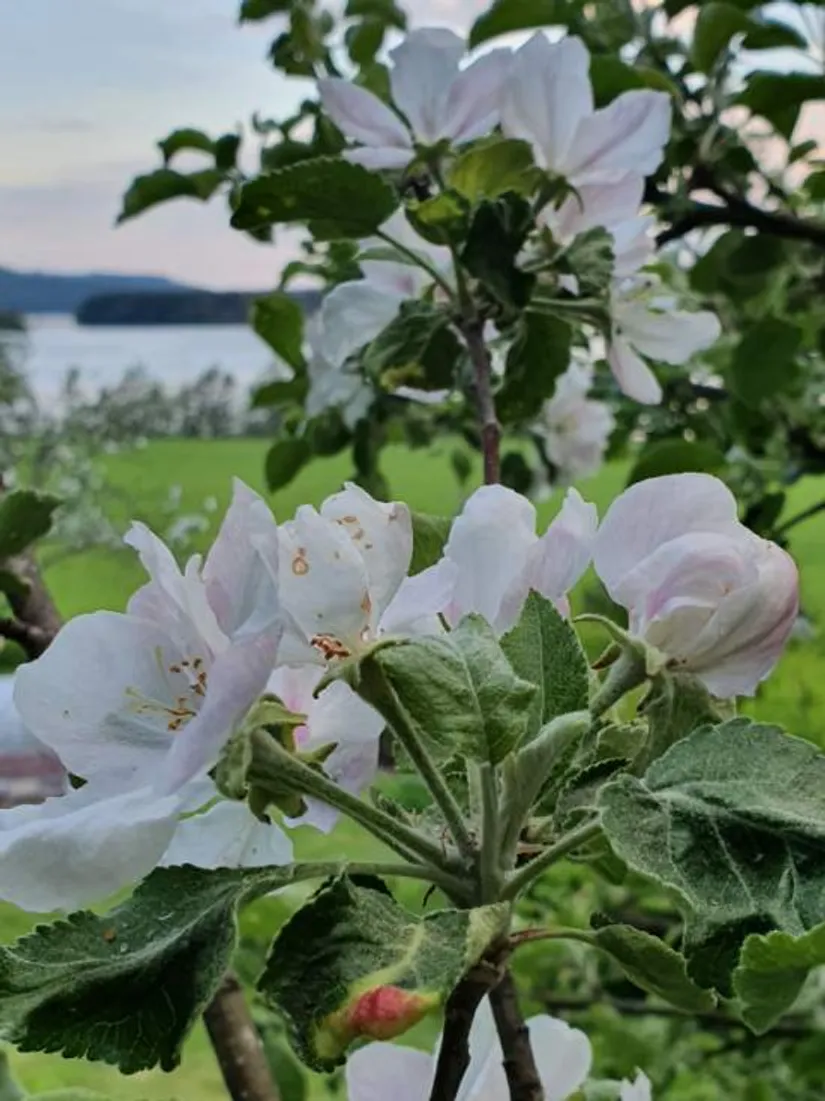 Fritidshus, Norra Nordanede 502, Nordanede, Ånge