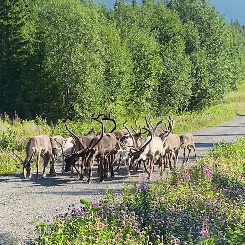 Villa, Mårdsundsbodarna Ripvägen 9, Mårdsundsbodarna, Åre