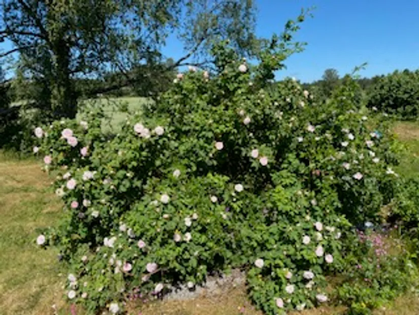 Fritidshus, Ubbytorpsvägen 88, Fasterna, Norrtälje
