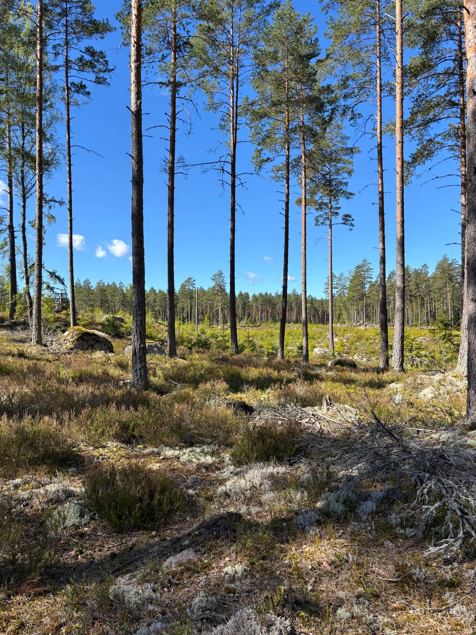 Gård/Skog, Skogsfastighet 84 ha, Österbymo, Ydre