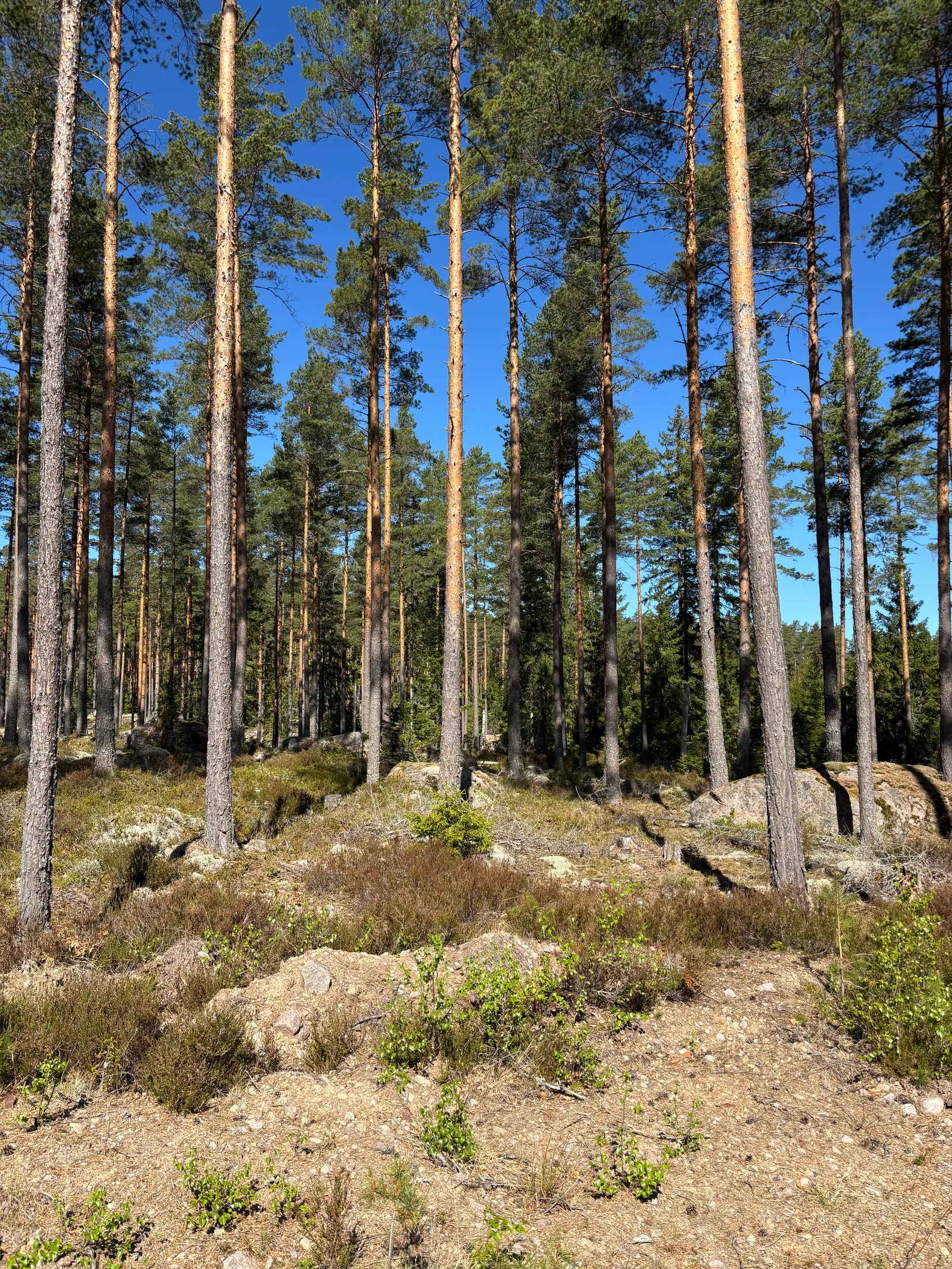 Gård/Skog, Skogsfastighet 84 ha, Österbymo, Ydre