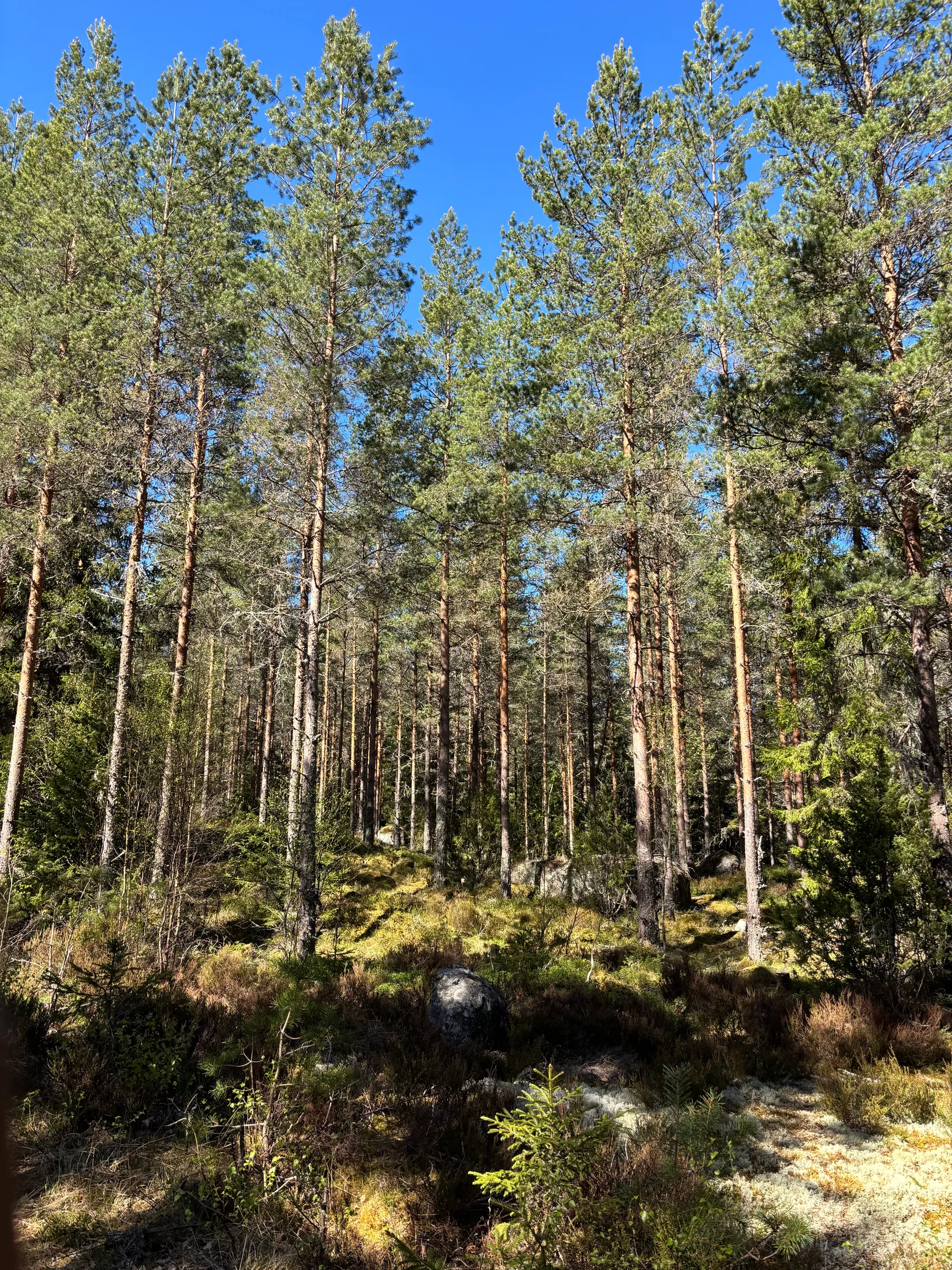 Gård/Skog, Skogsfastighet 84 ha, Österbymo, Ydre