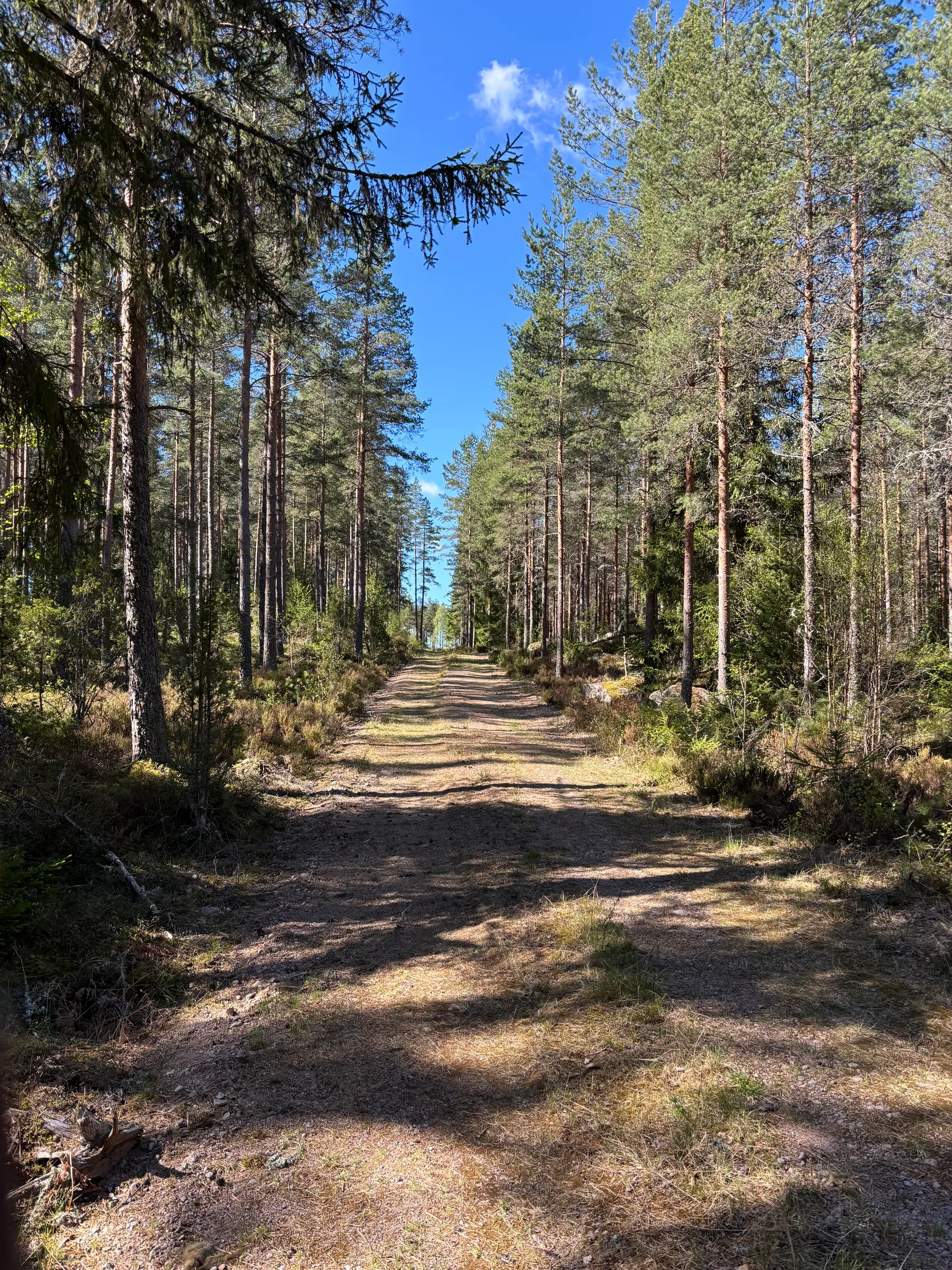 Gård/Skog, Skogsfastighet 84 ha, Österbymo, Ydre