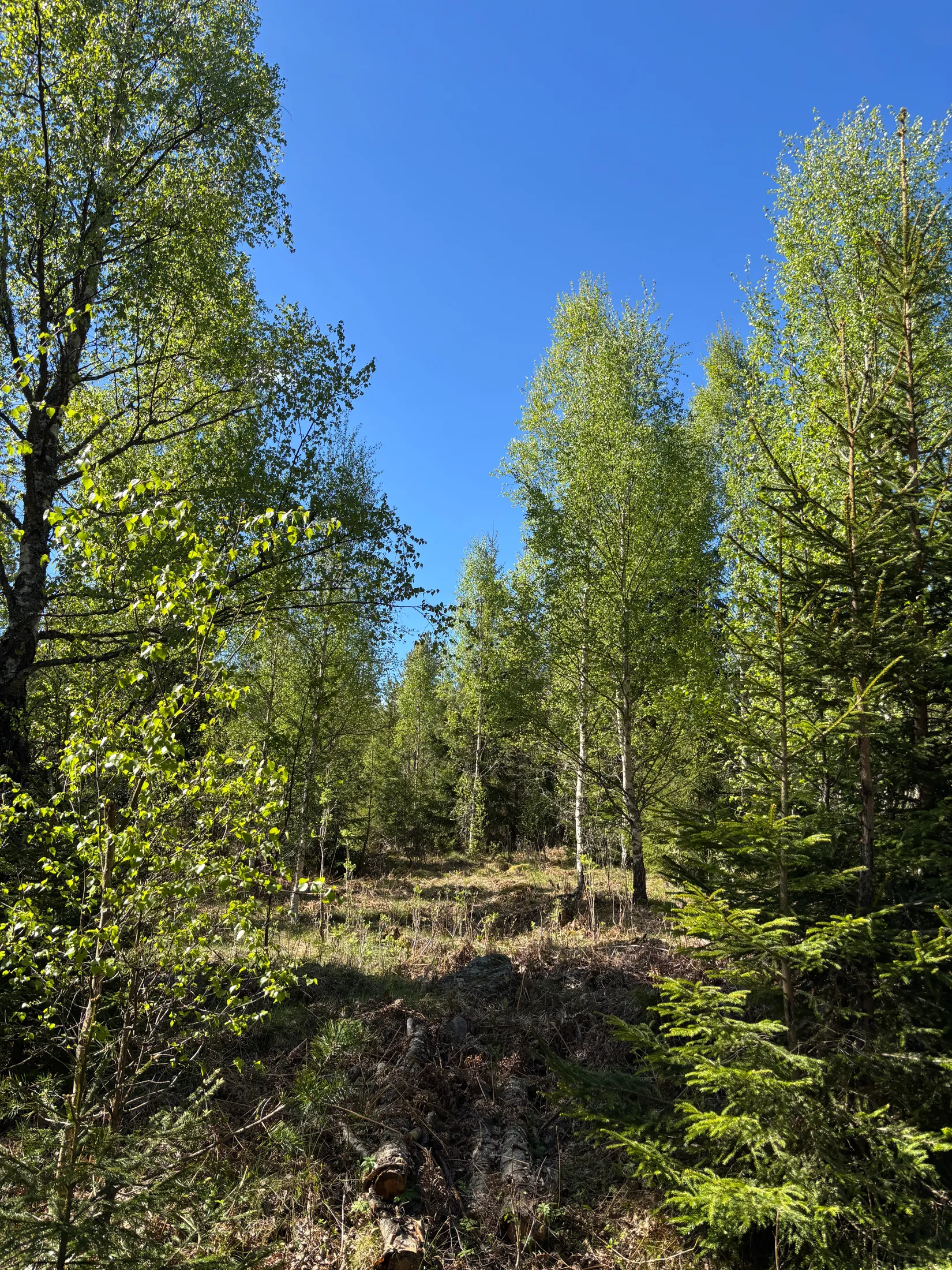 Gård/Skog, Skogsfastighet 84 ha, Österbymo, Ydre