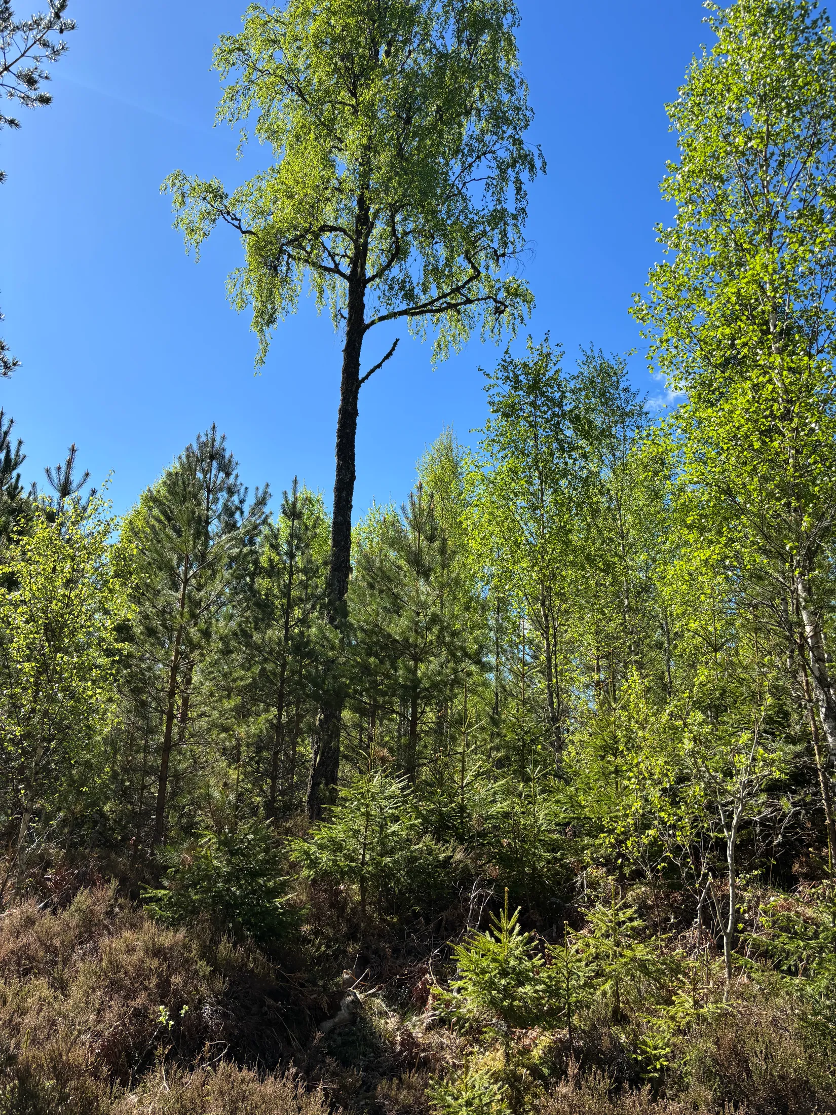 Gård/Skog, Skogsfastighet 84 ha, Österbymo, Ydre