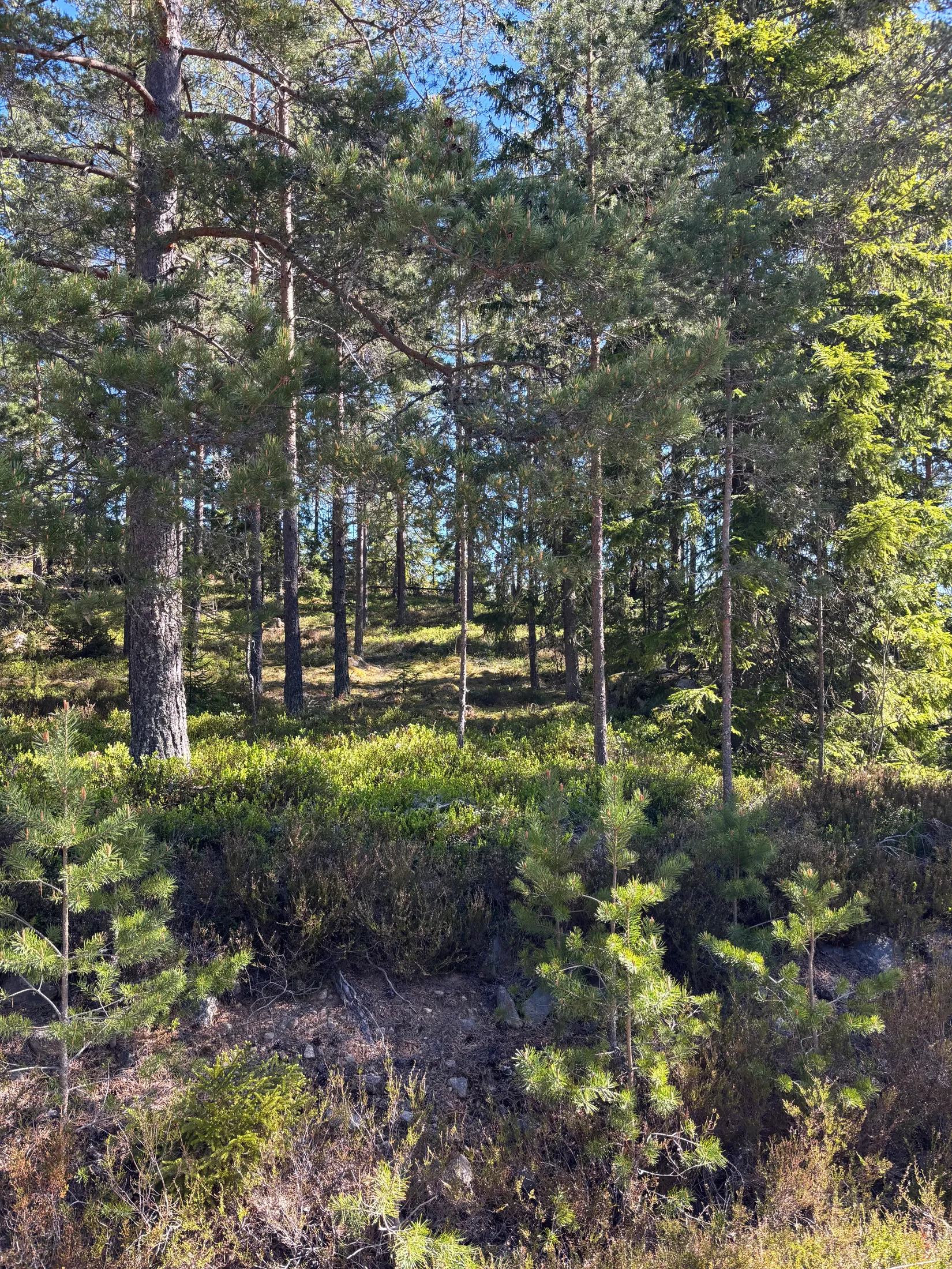 Gård/Skog, Skogsfastighet 84 ha, Österbymo, Ydre