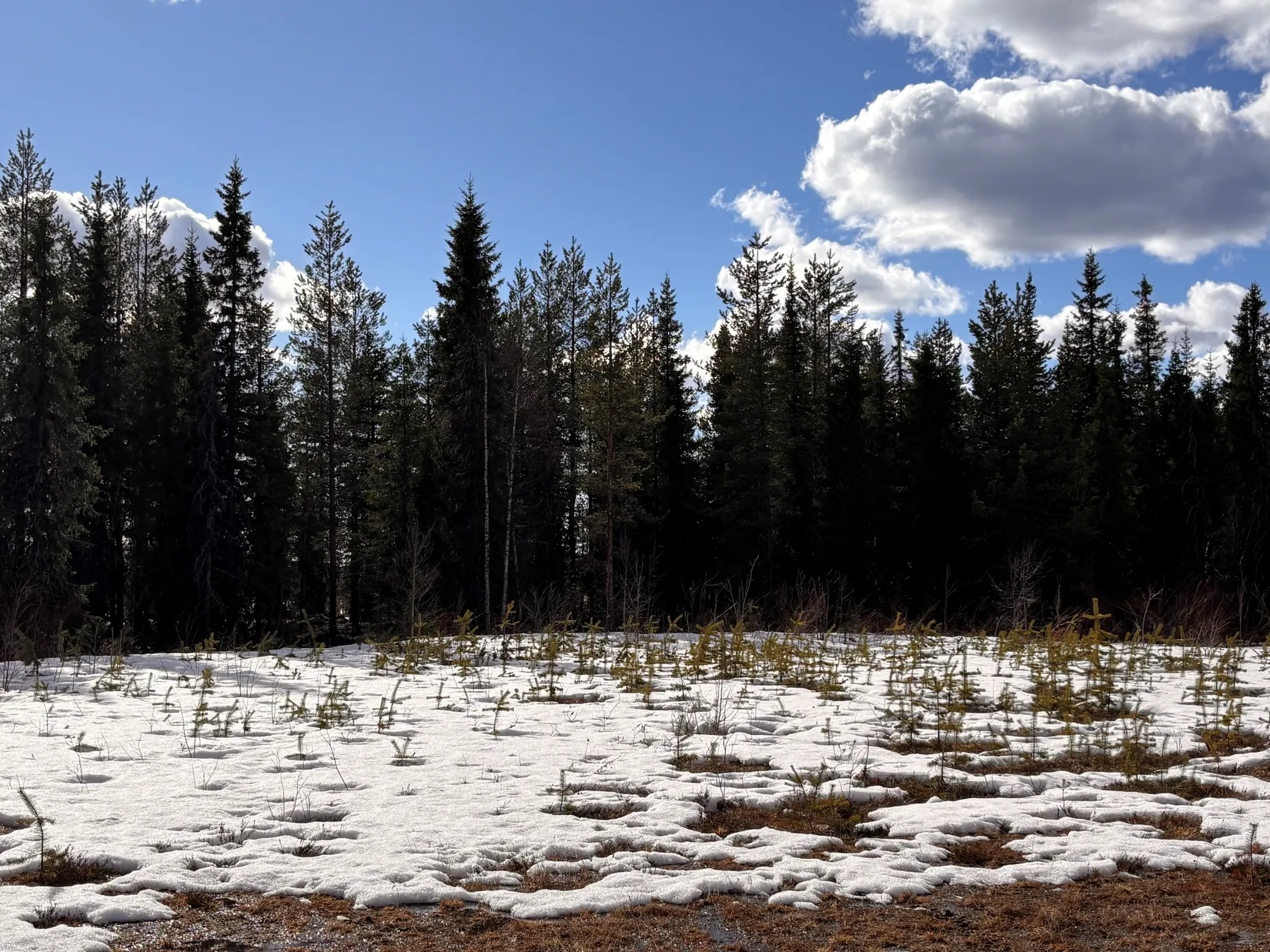 Gård/Skog, NATTAVAARA 17:17, Nattavaara by, Gällivare