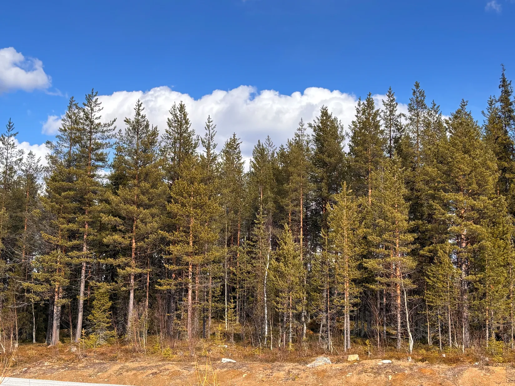 Gård/Skog, NATTAVAARA 17:17, Nattavaara by, Gällivare
