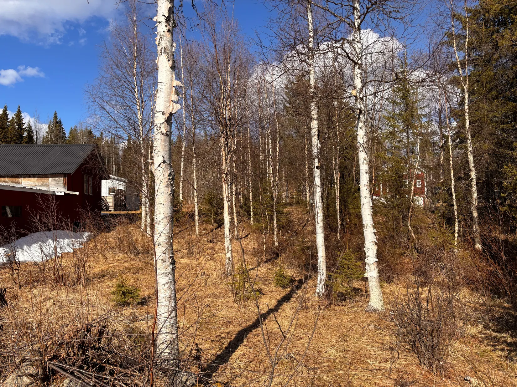 Gård/Skog, NATTAVAARA 17:17, Nattavaara by, Gällivare