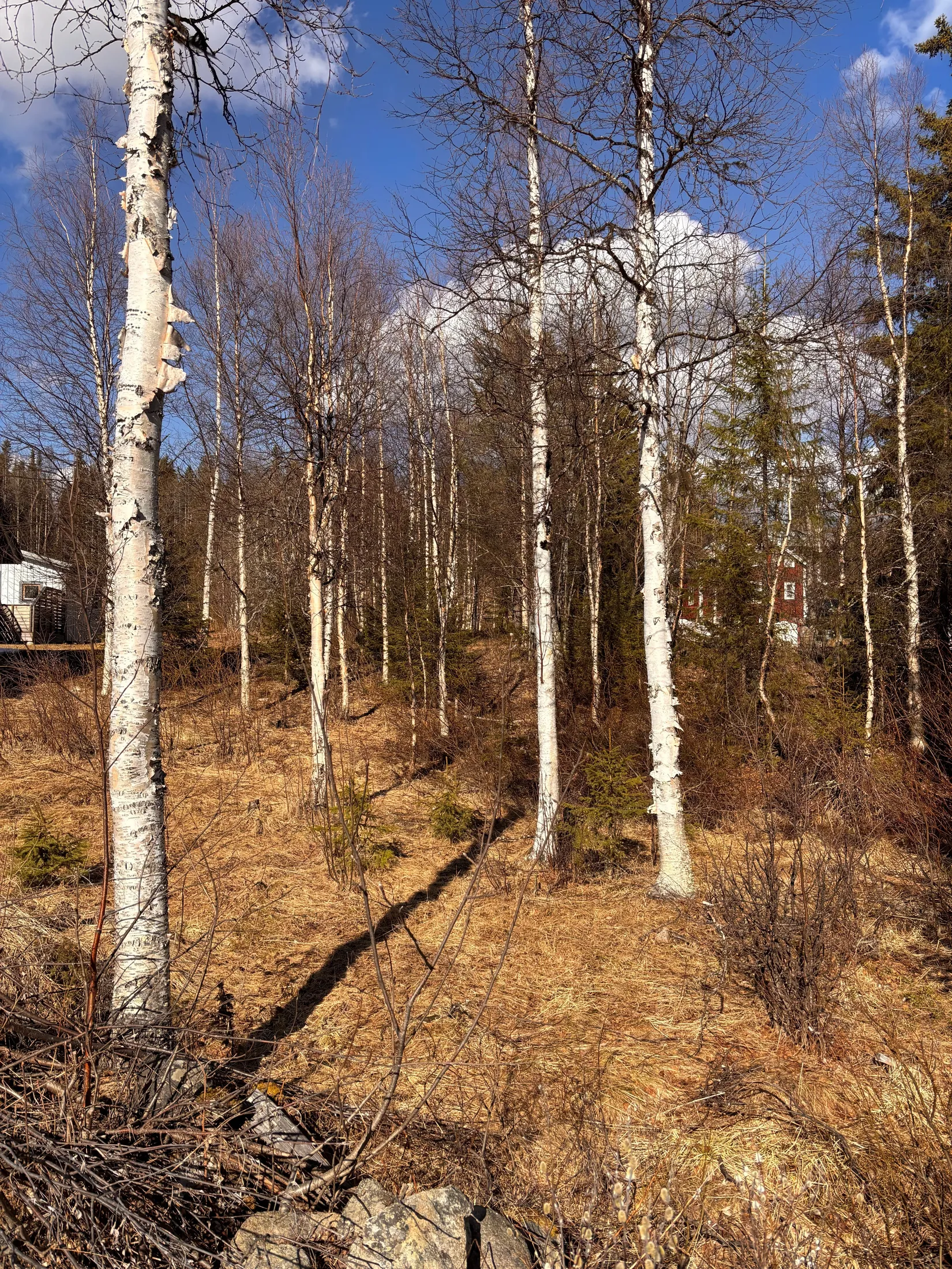 Gård/Skog, NATTAVAARA 17:17, Nattavaara by, Gällivare