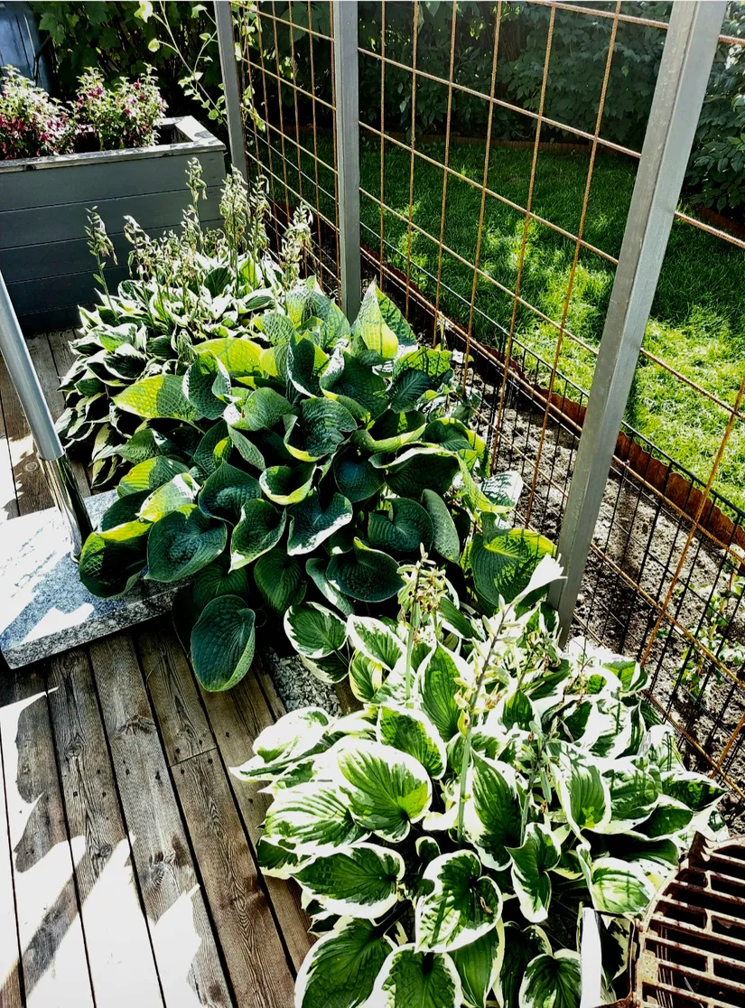 Bostadsrätt, Radhus, Fäbodgatan 24, Anderstorp, Skellefteå